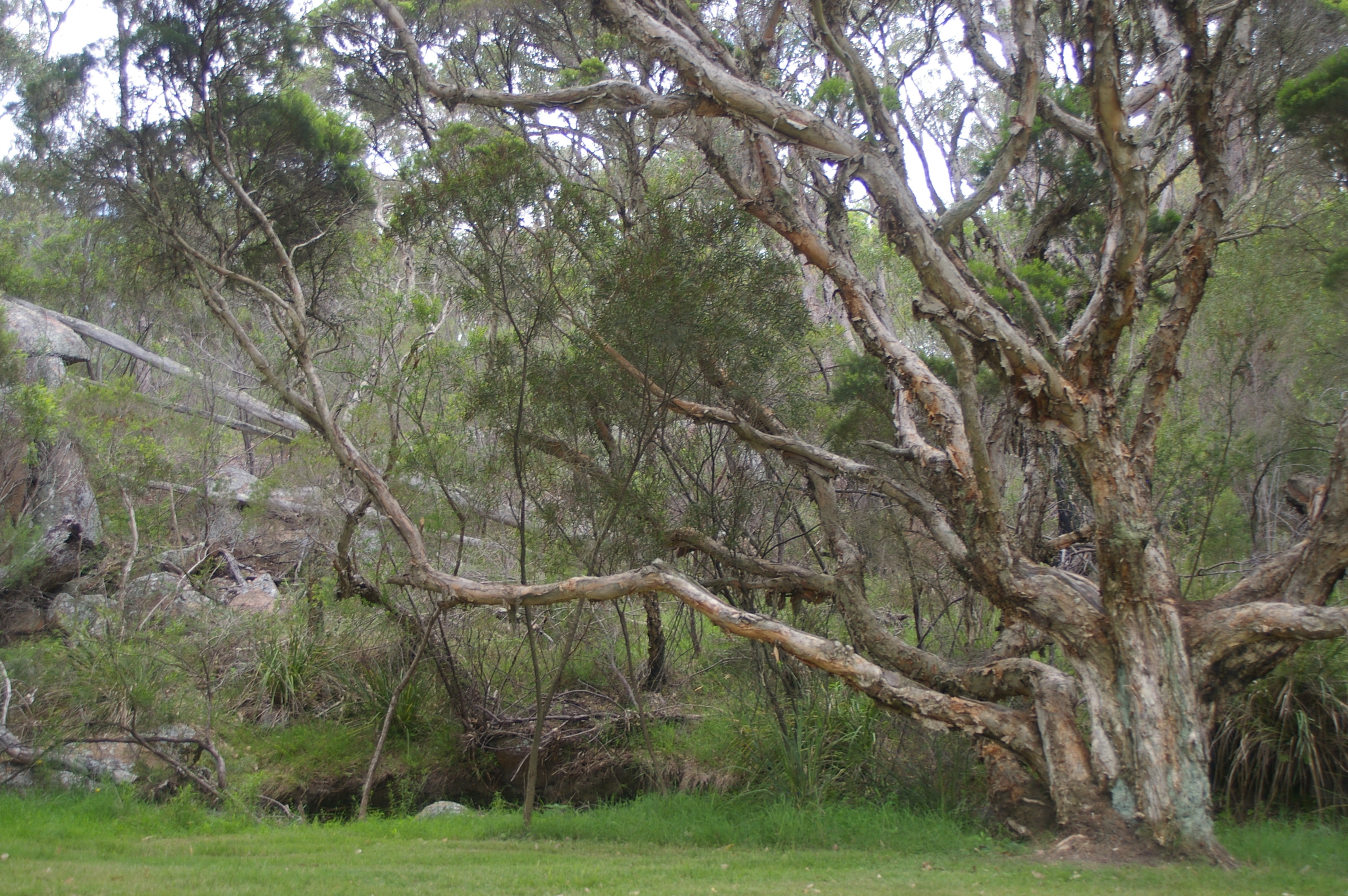 Tea tree oil flower identification view