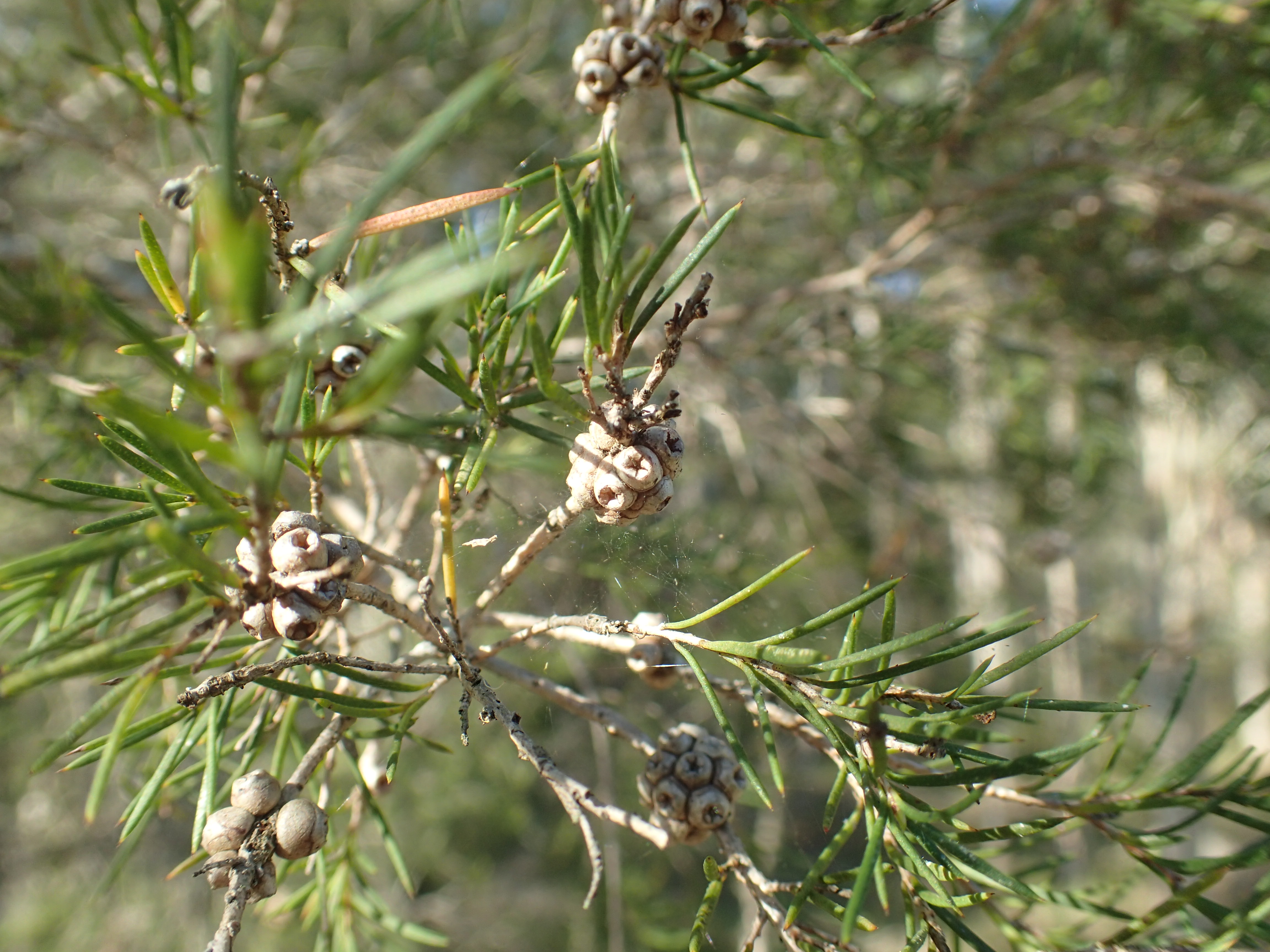 Tea tree oil fruit identification view