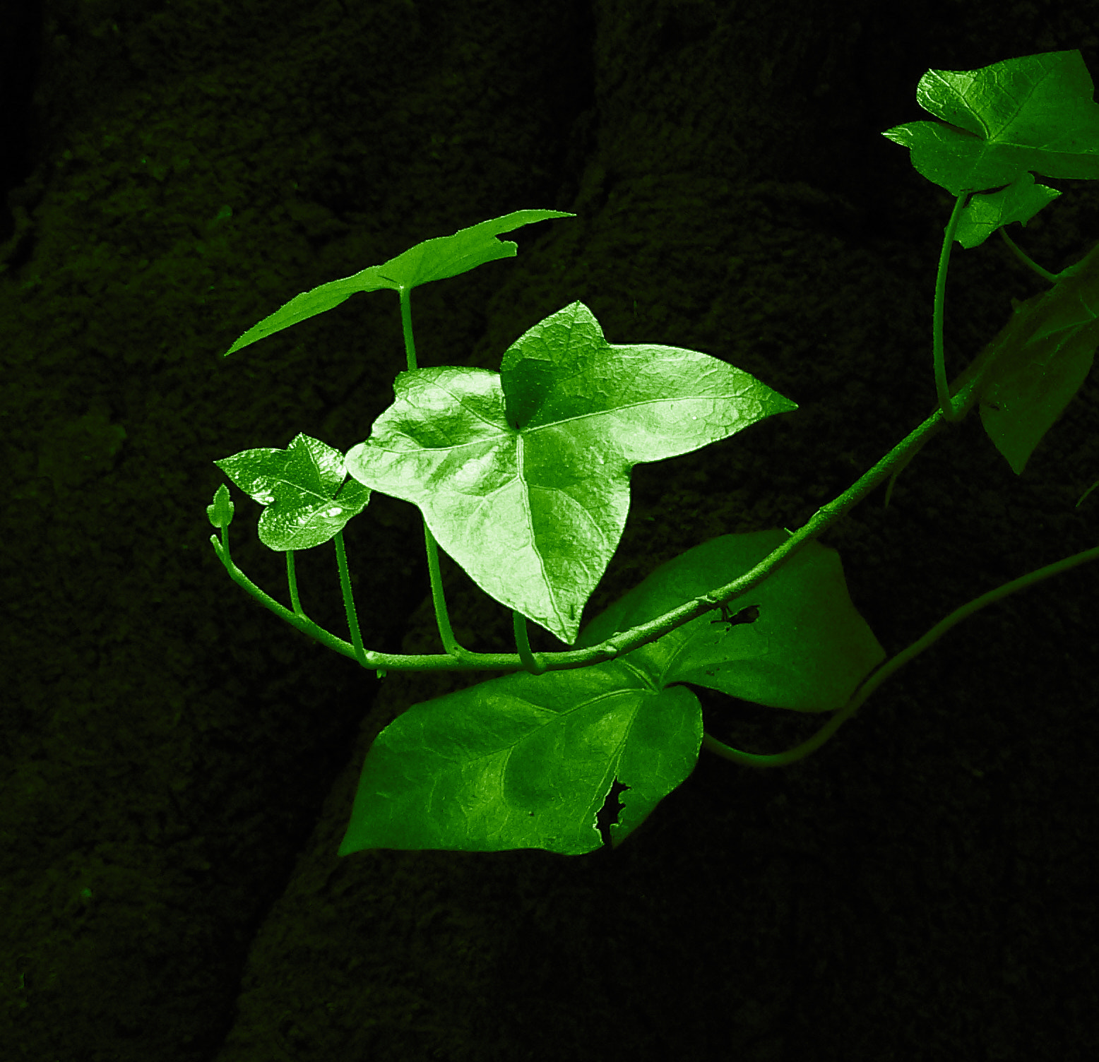 Tea tree oil leaf identification view