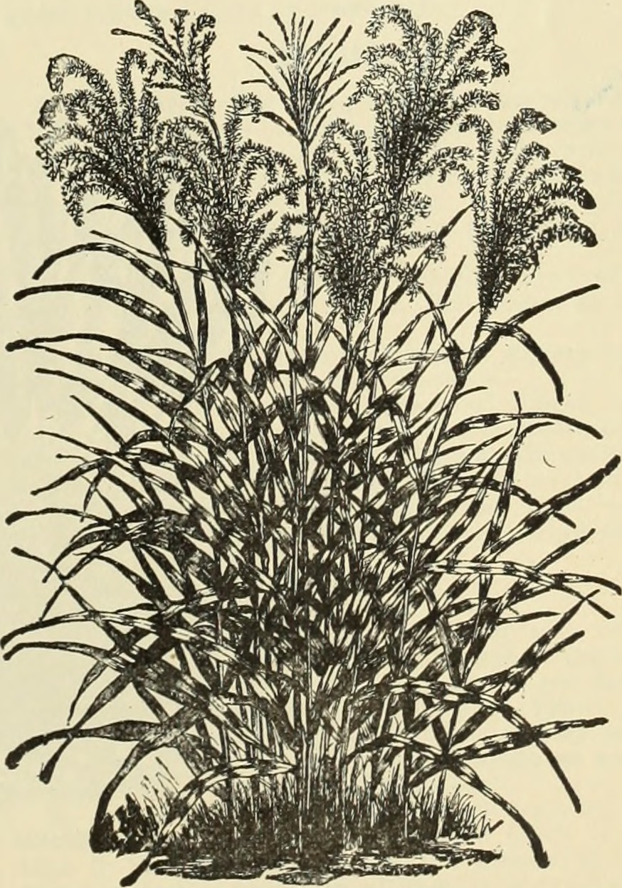 Tea tree oil stem identification view