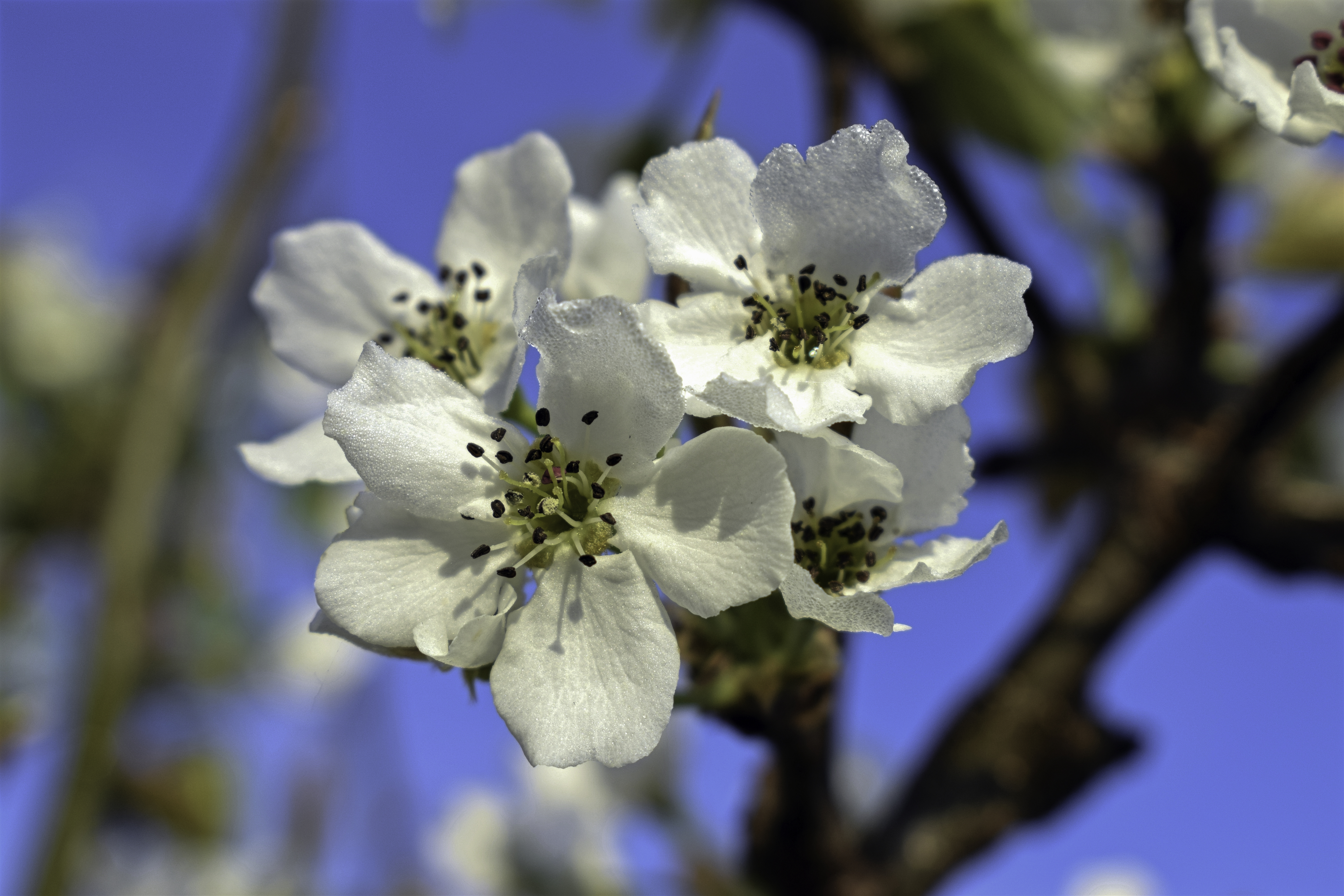 Tennosui Asian Pear flower identification view