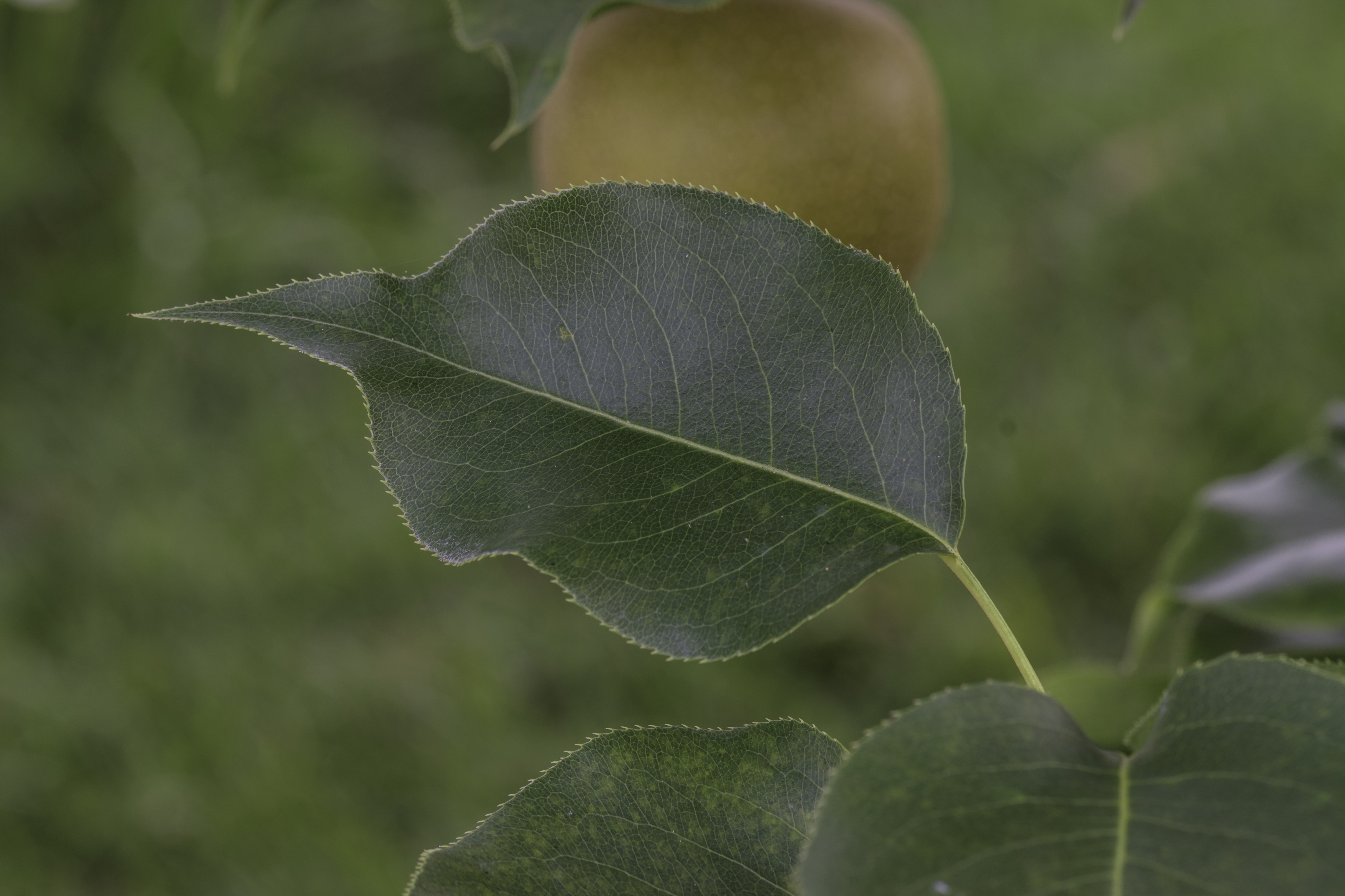 Tennosui Asian Pear leaf identification view