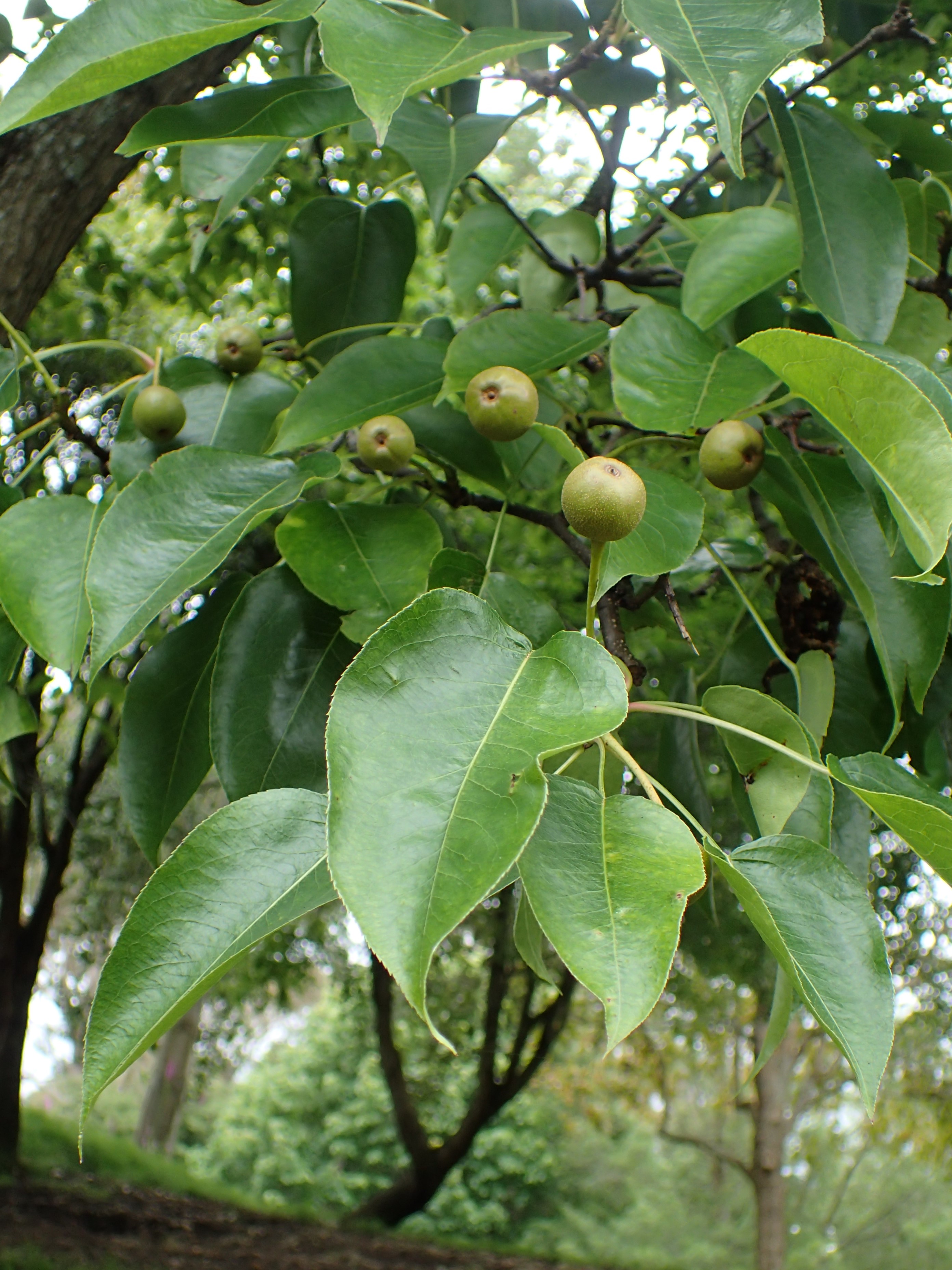 Tennosui Asian Pear plant identification view
