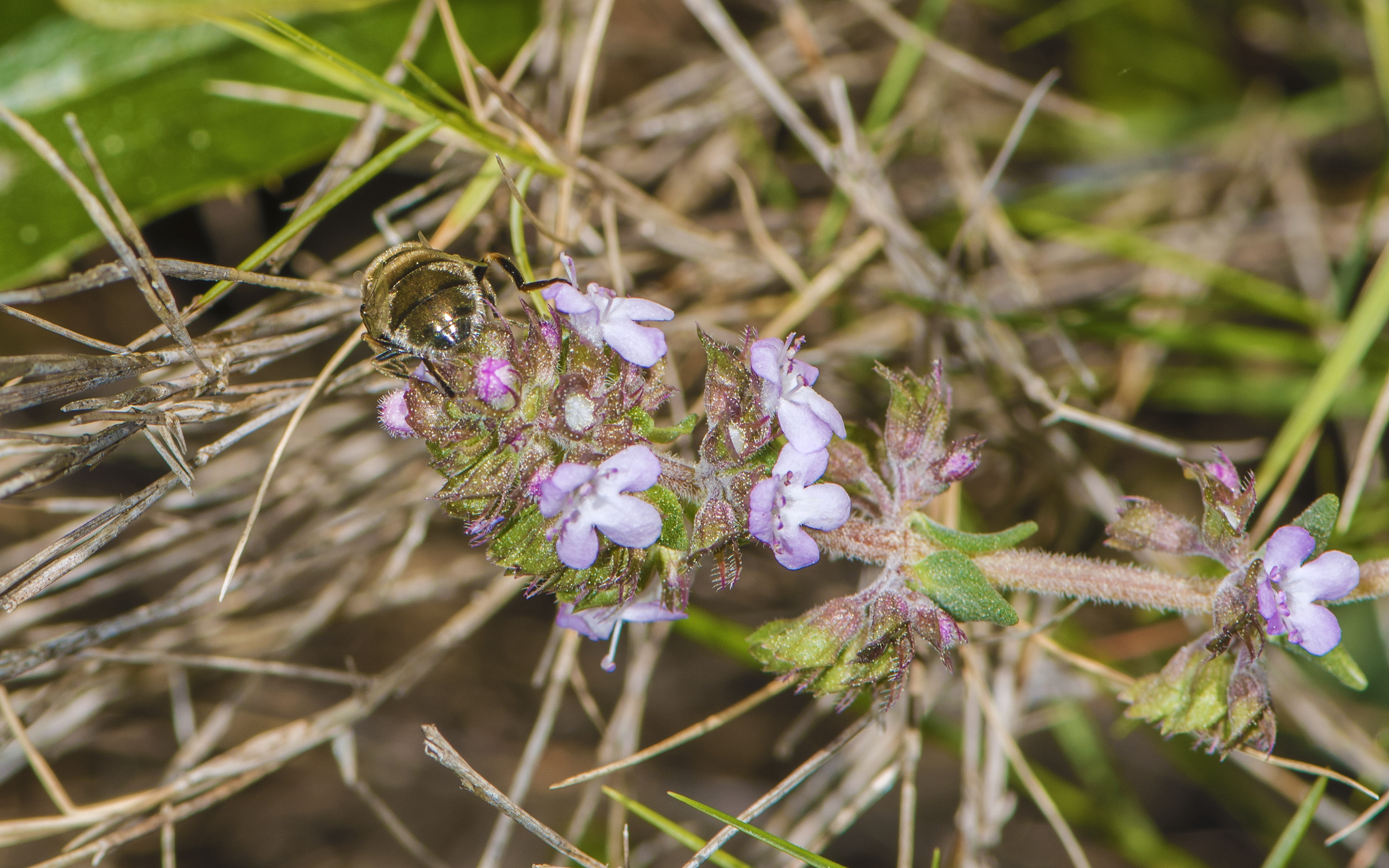 Thyme flower identification view