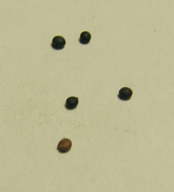 Thyme fruit identification view