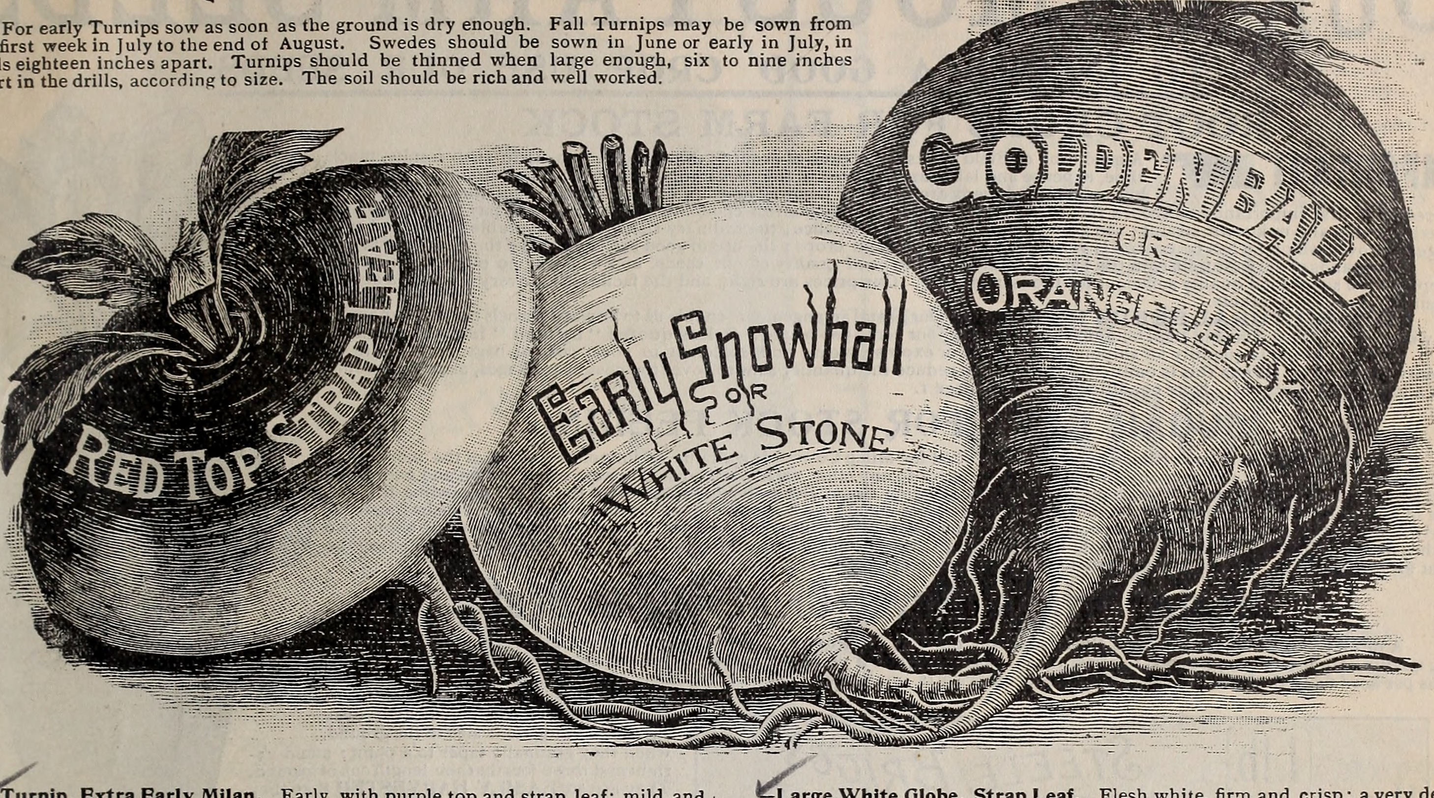 Thyme leaf identification view