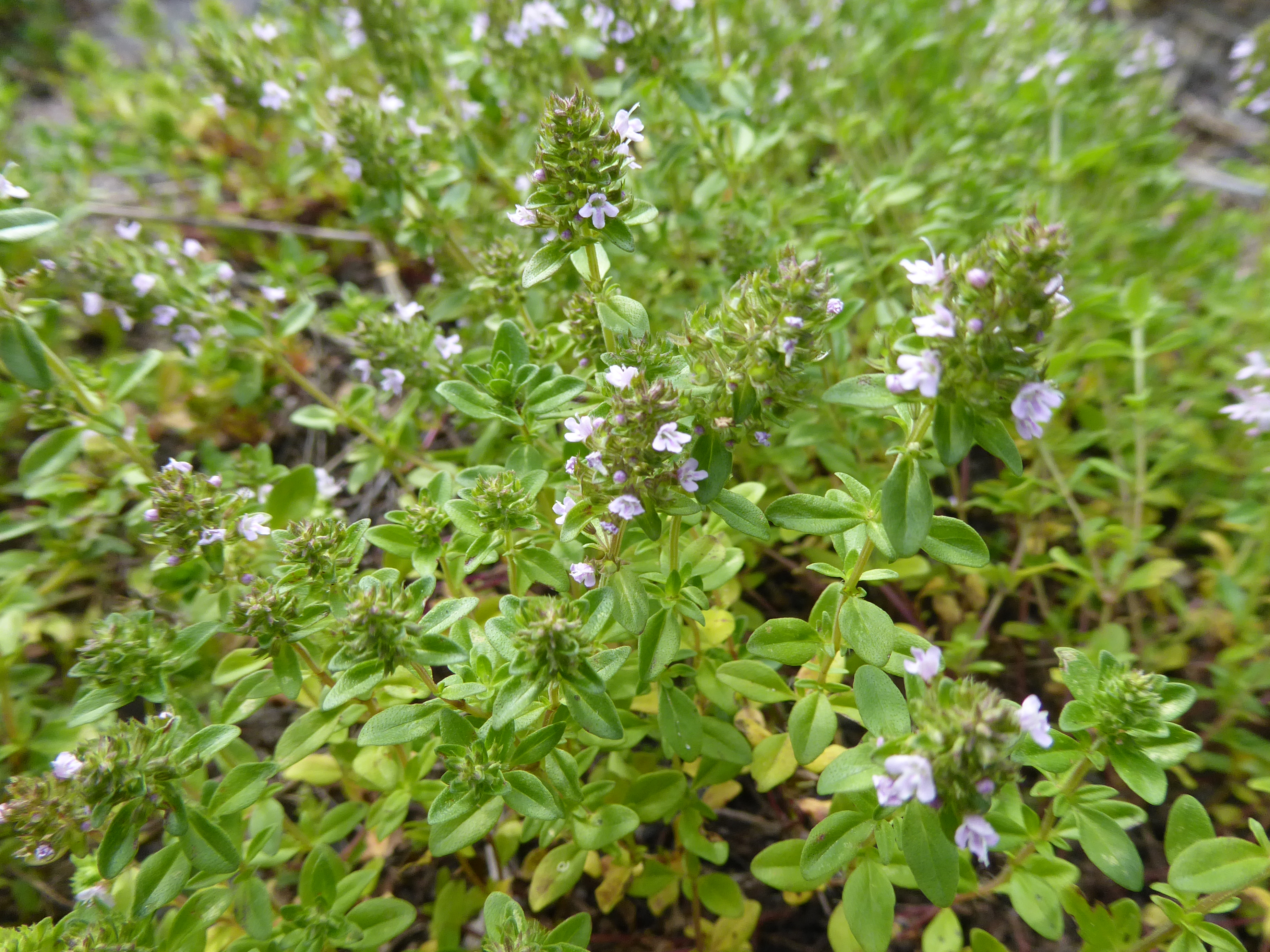 Thyme plant identification view