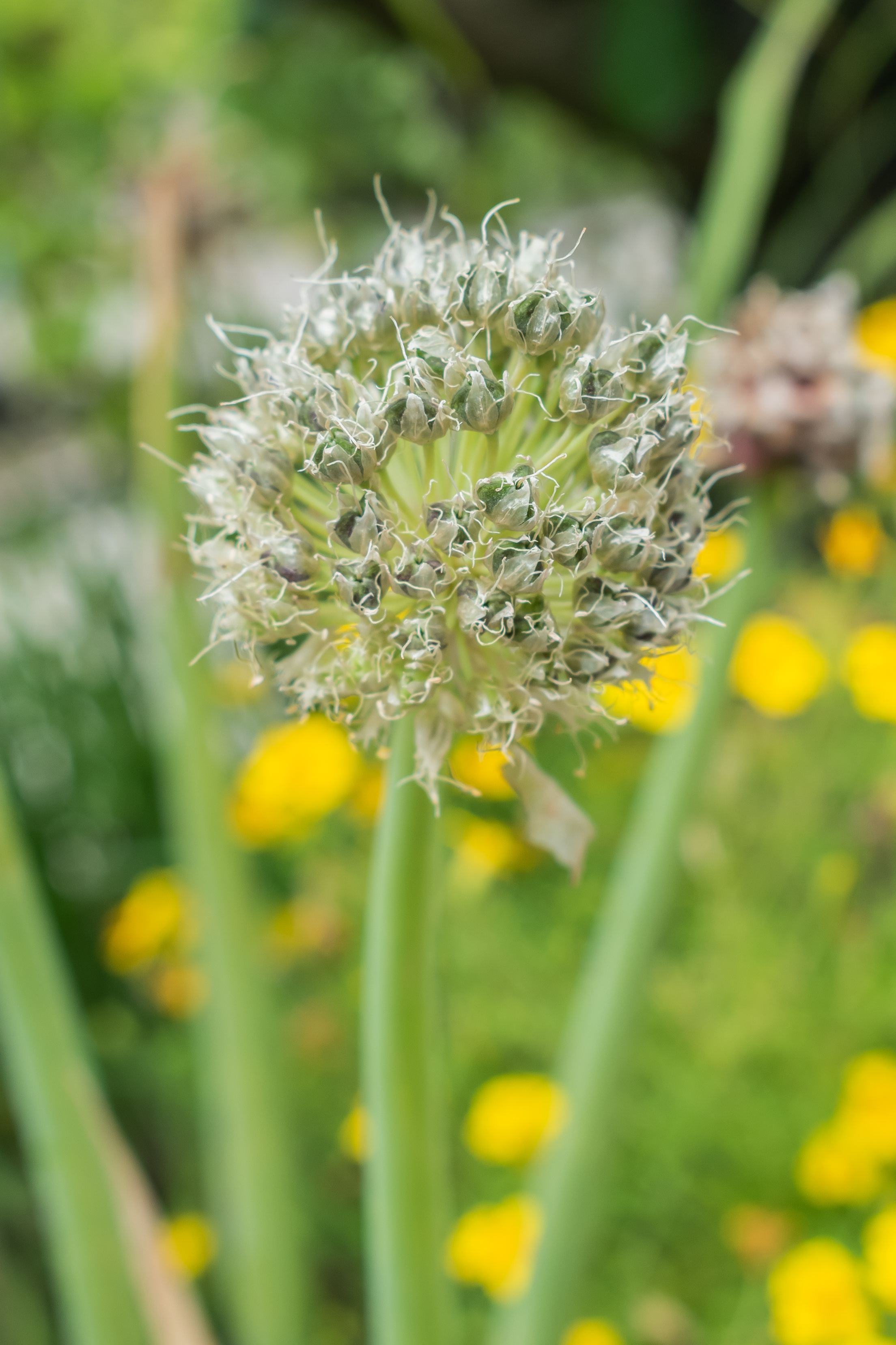 Topsetting Egyptian Onion flower identification view