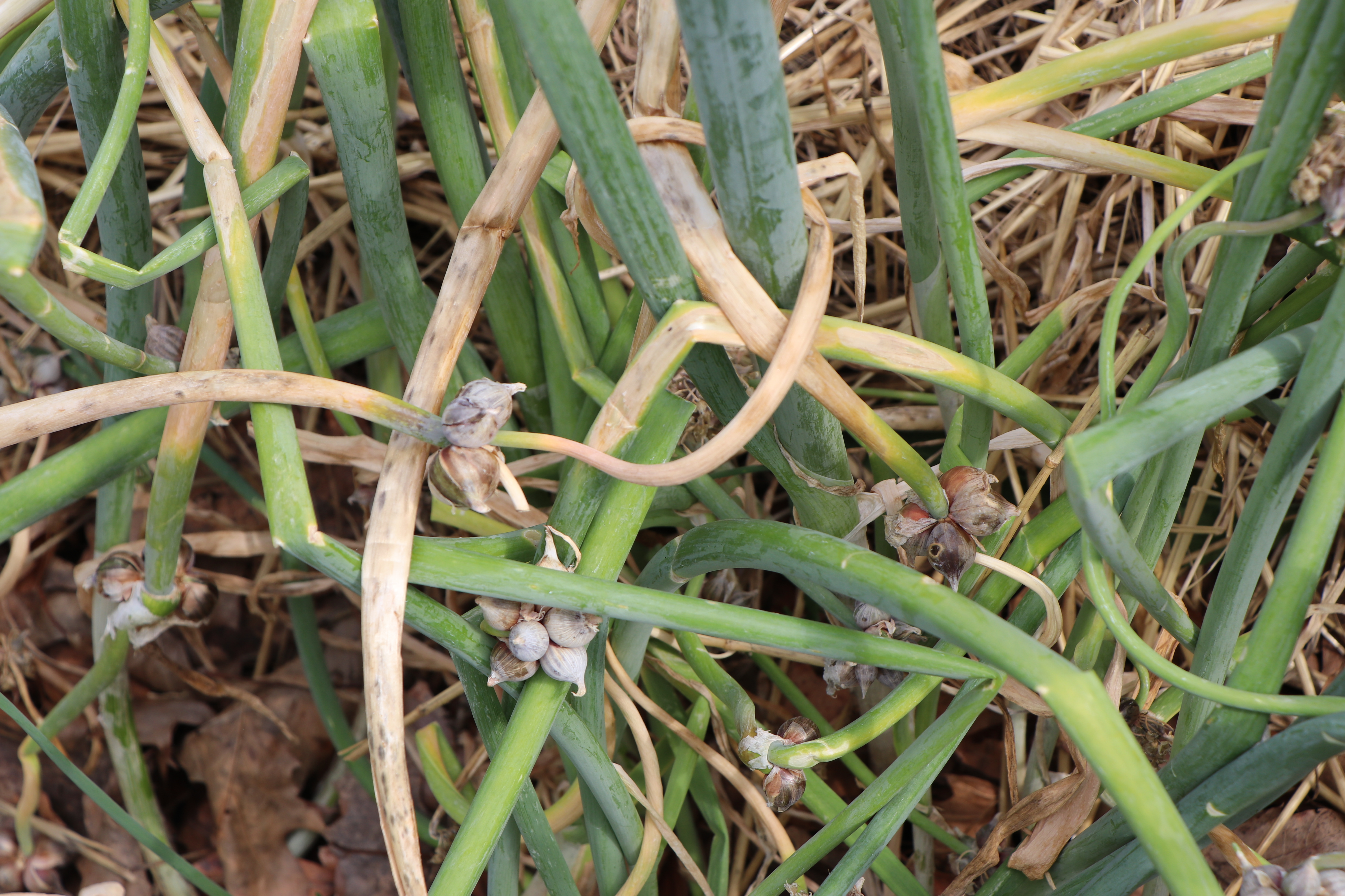 Topsetting Egyptian Onion fruit identification view