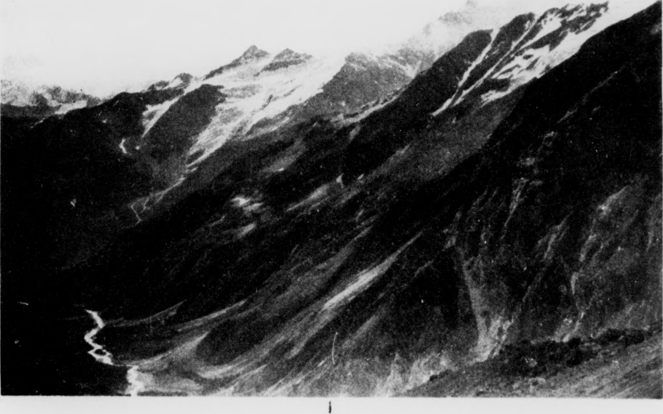 Topsetting Egyptian Onion leaf identification view