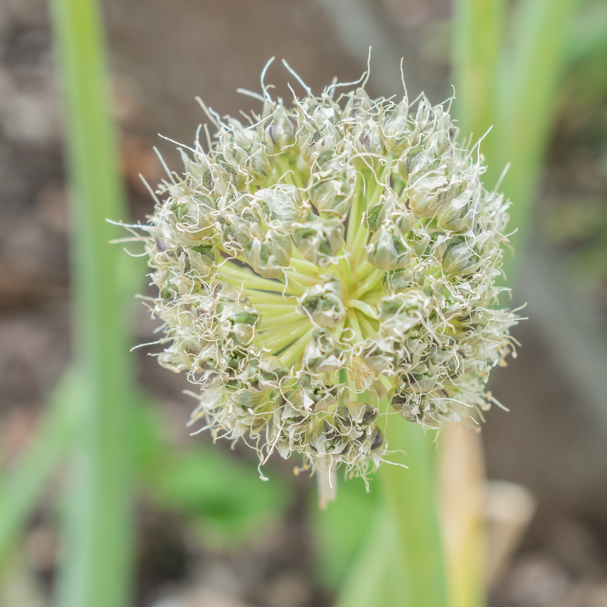 Topsetting Egyptian Onion plant identification view
