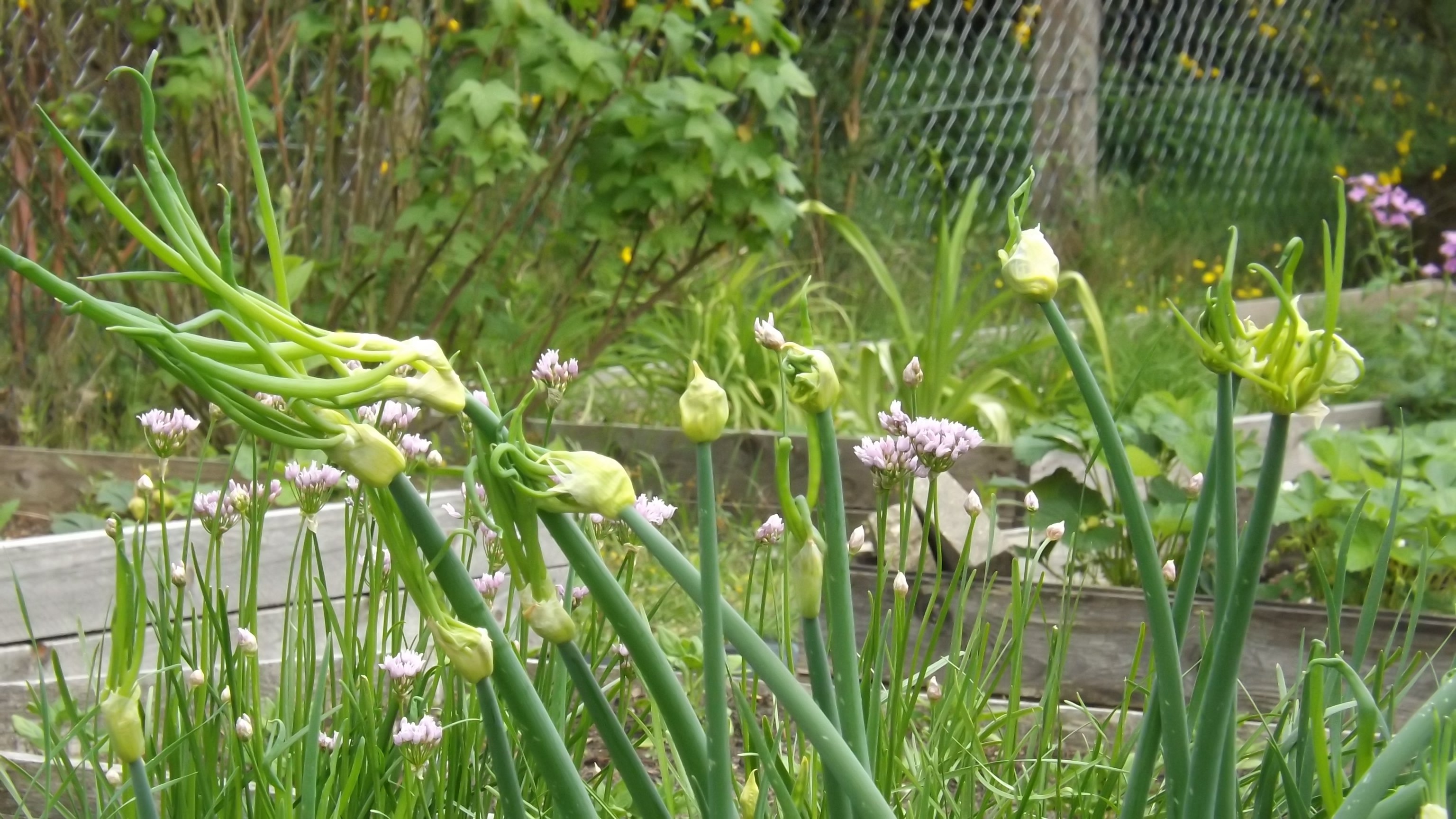 Topsetting Egyptian Onion stem identification view