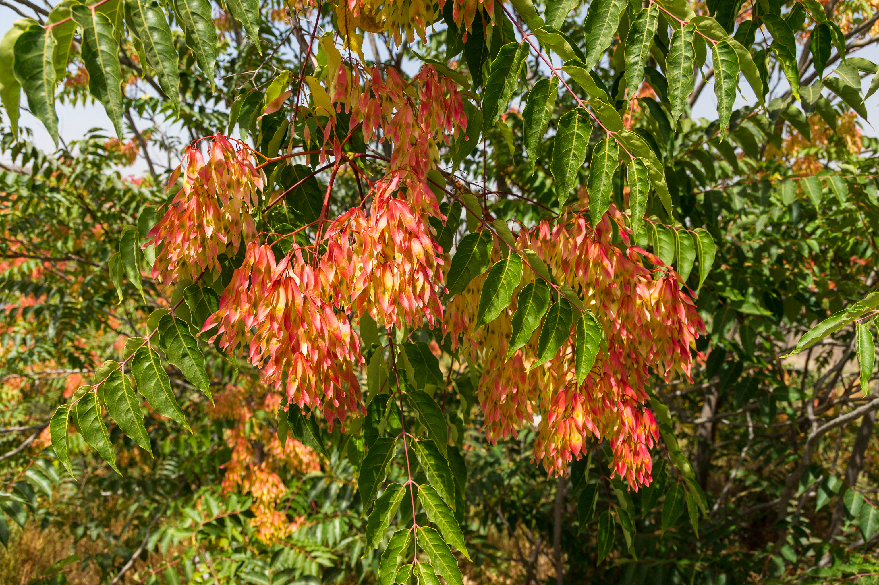 Tree of Heaven fruit identification view