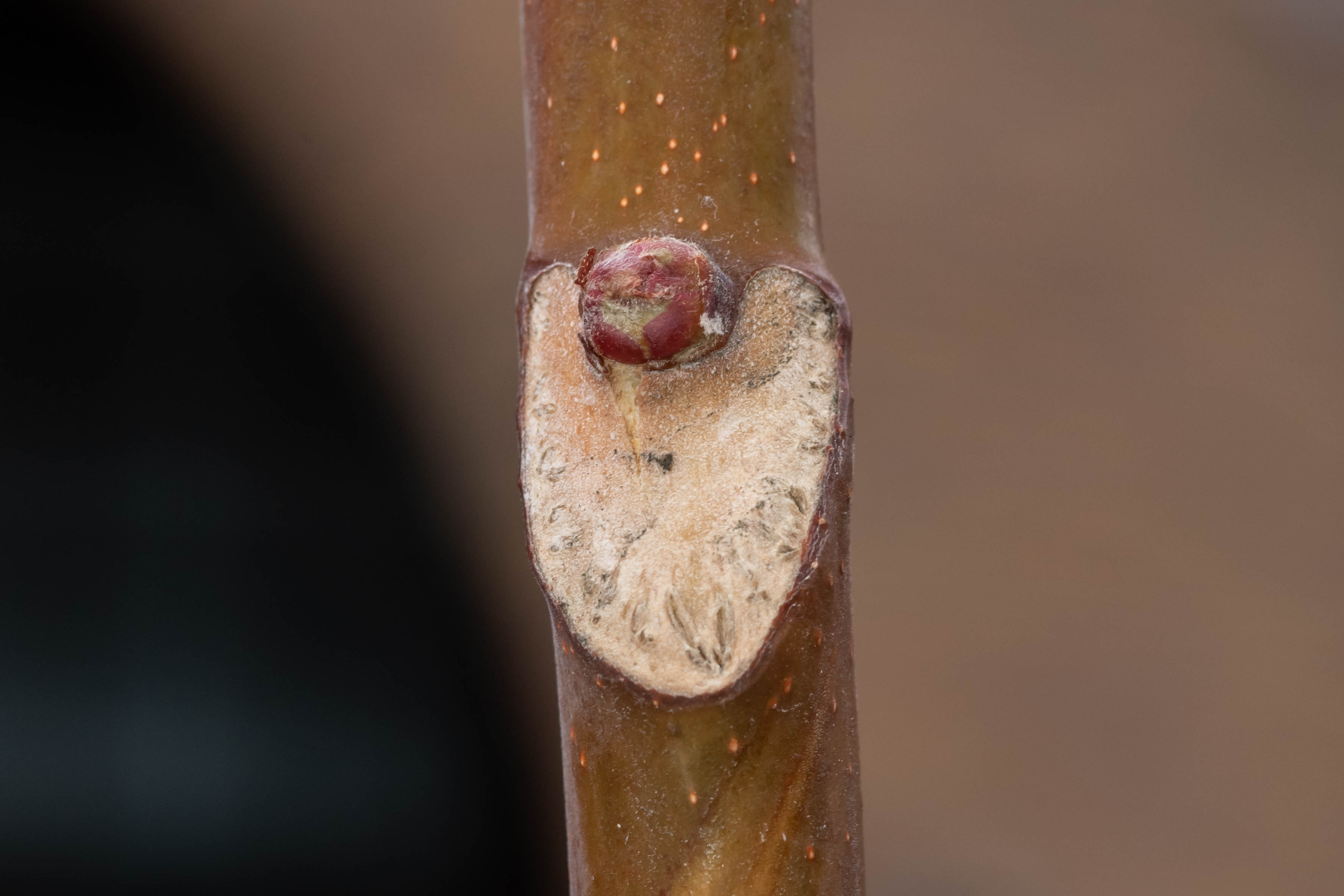 Tree of Heaven leaf identification view