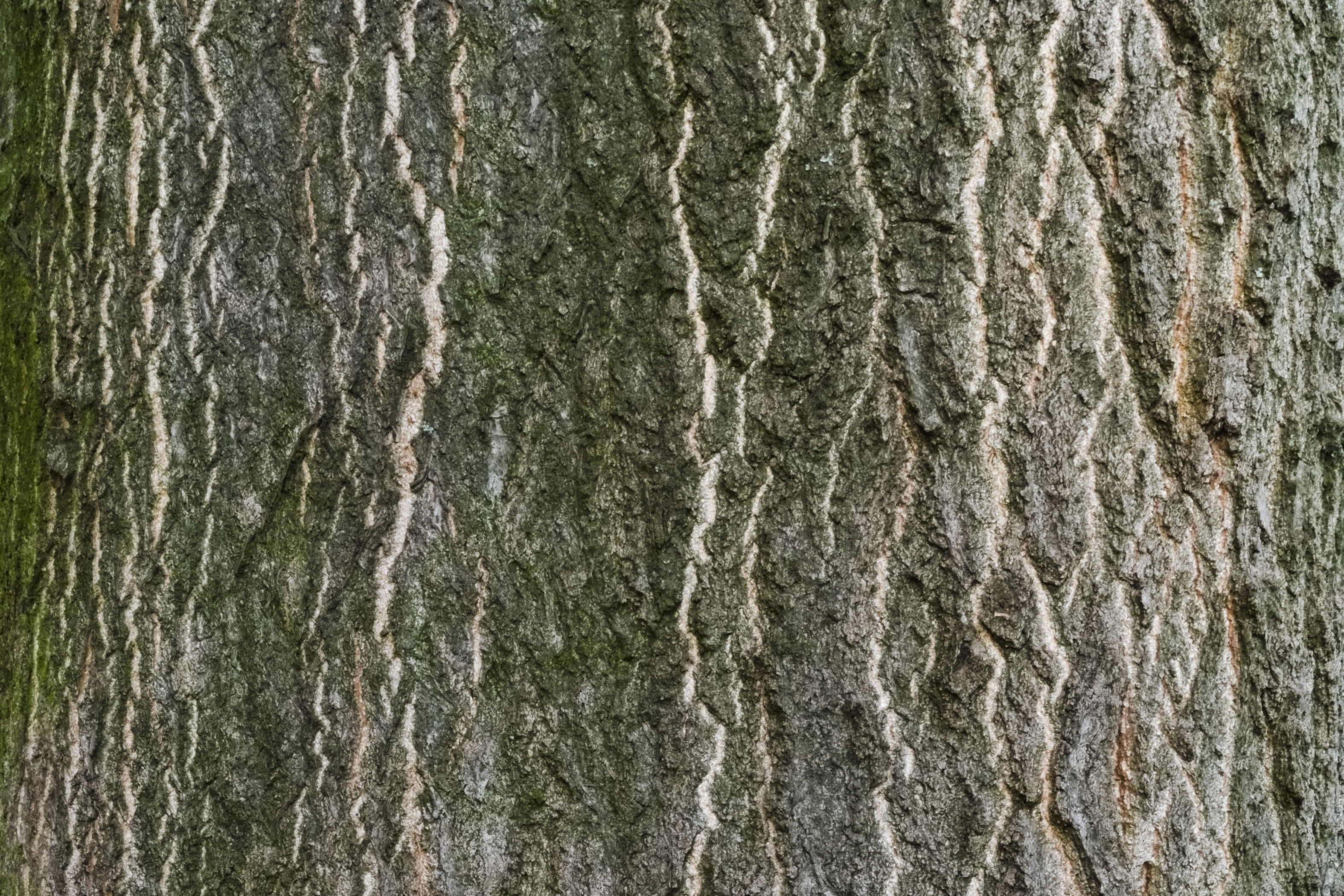 Tree of Heaven plant identification view