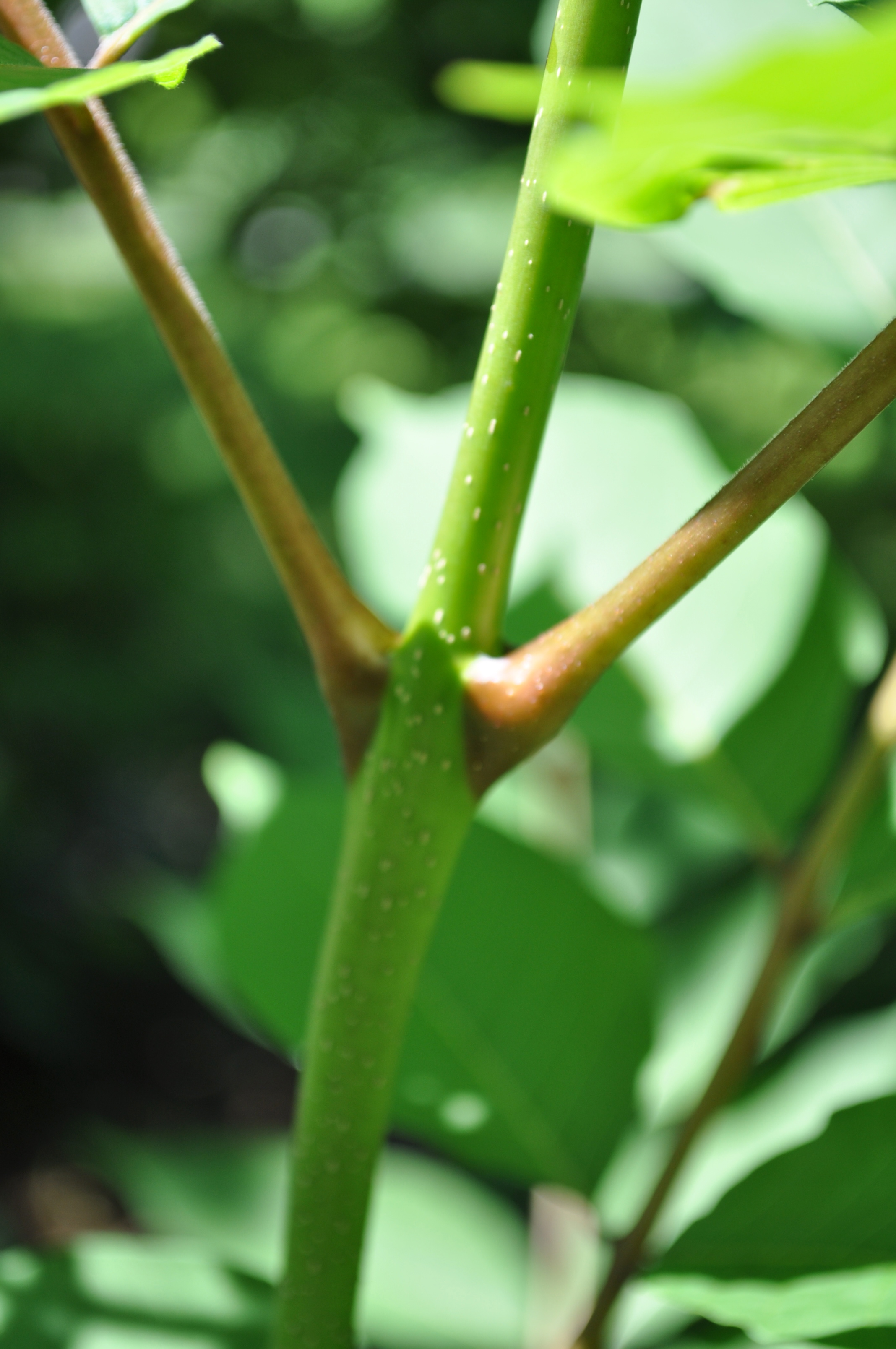 Tree of Heaven stem identification view