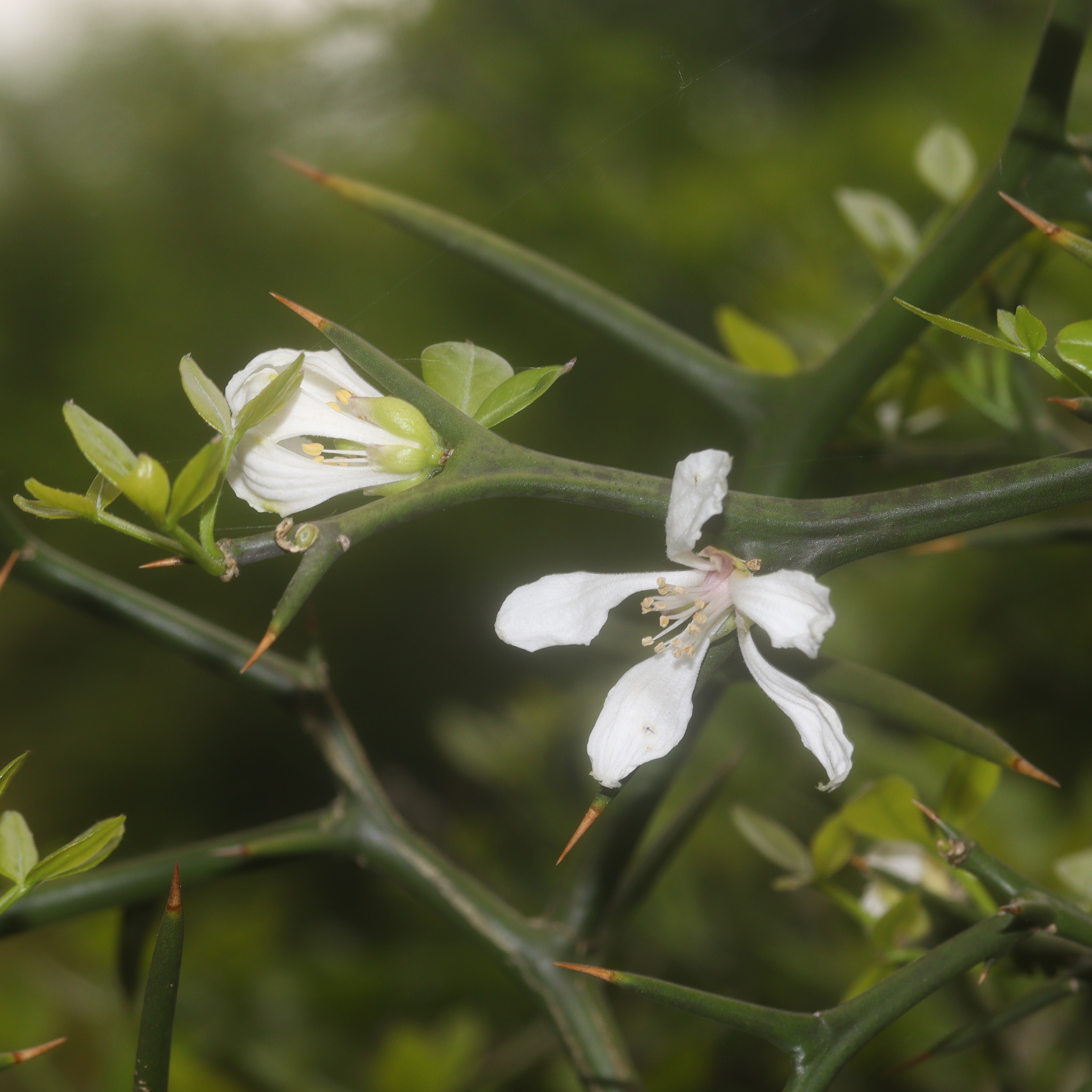 Trifoliate orange , bitter orange flower identification view