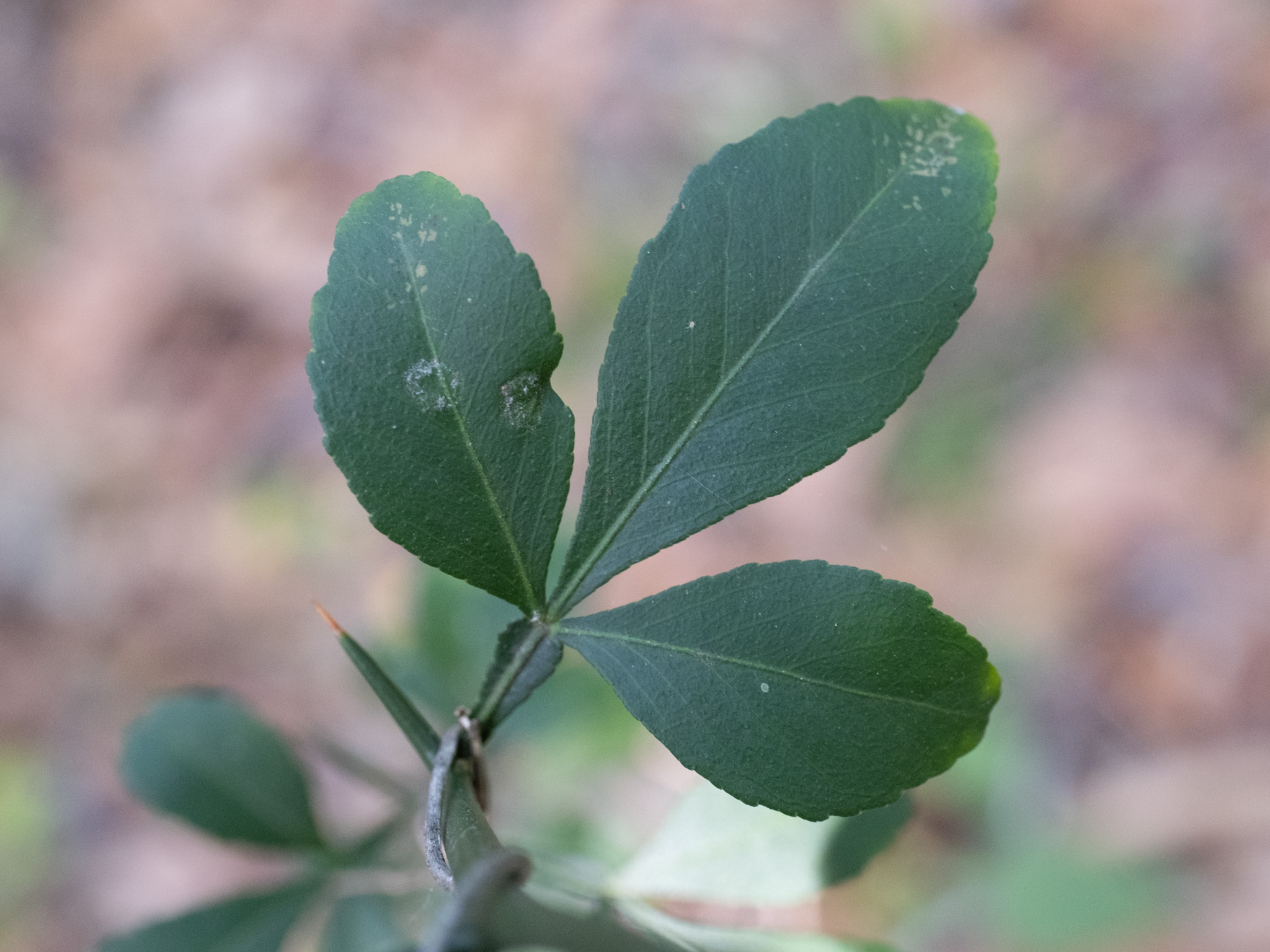Trifoliate orange , bitter orange leaf identification view