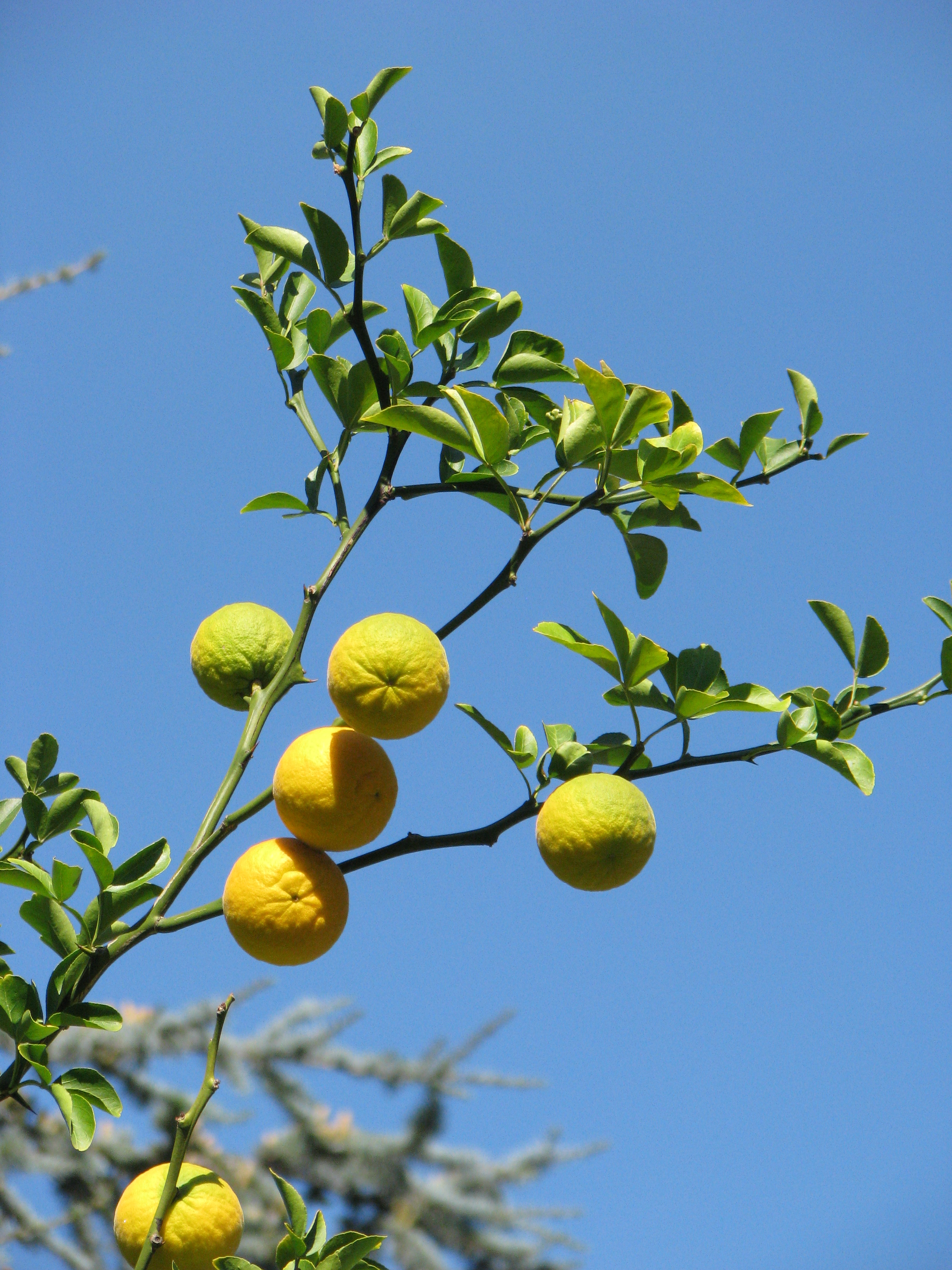 Trifoliate orange , bitter orange plant identification view