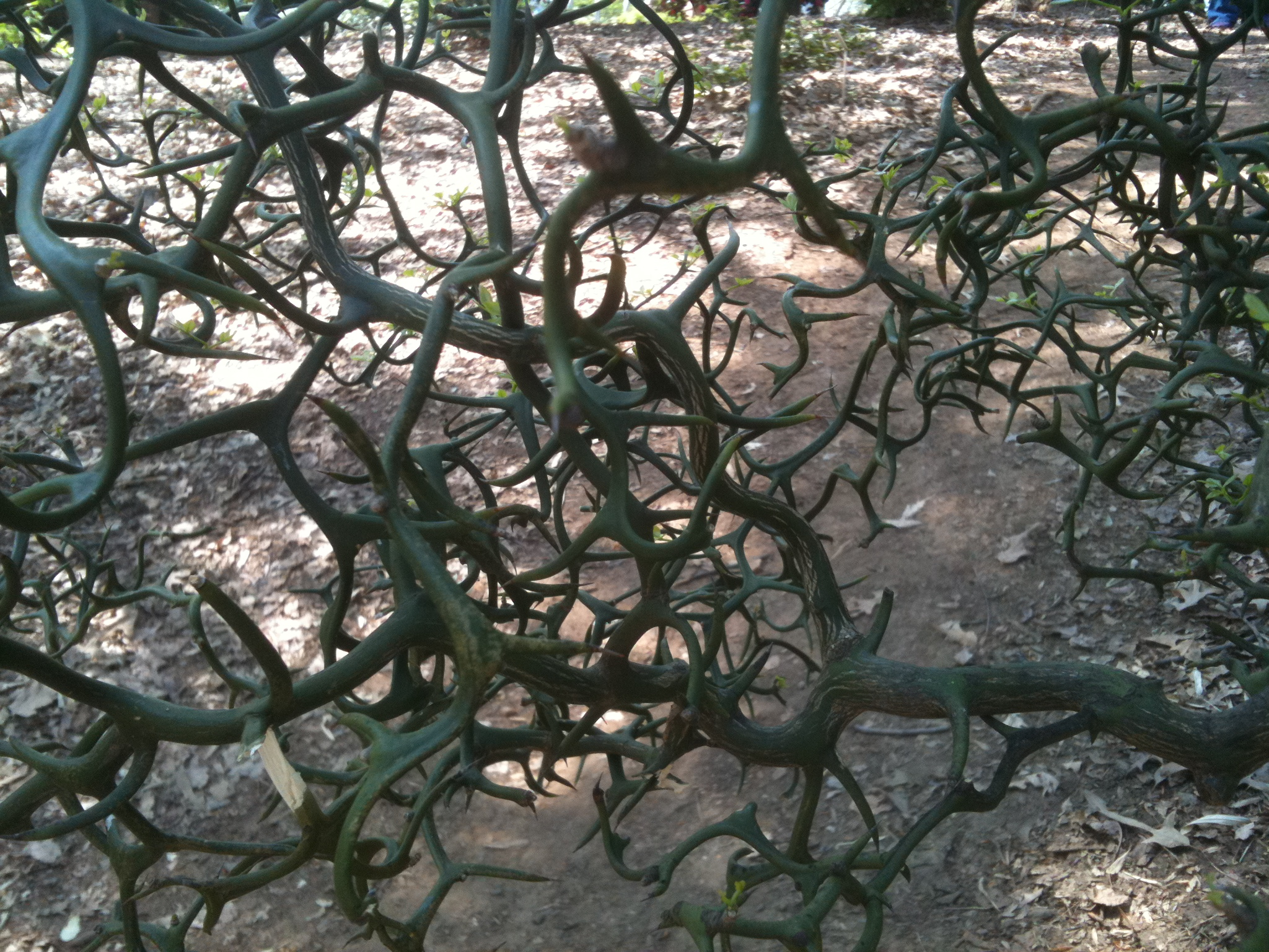 Trifoliate orange , bitter orange stem identification view