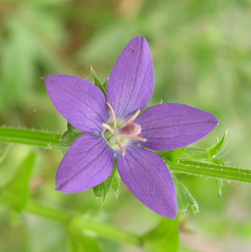 Triodanis flower identification view