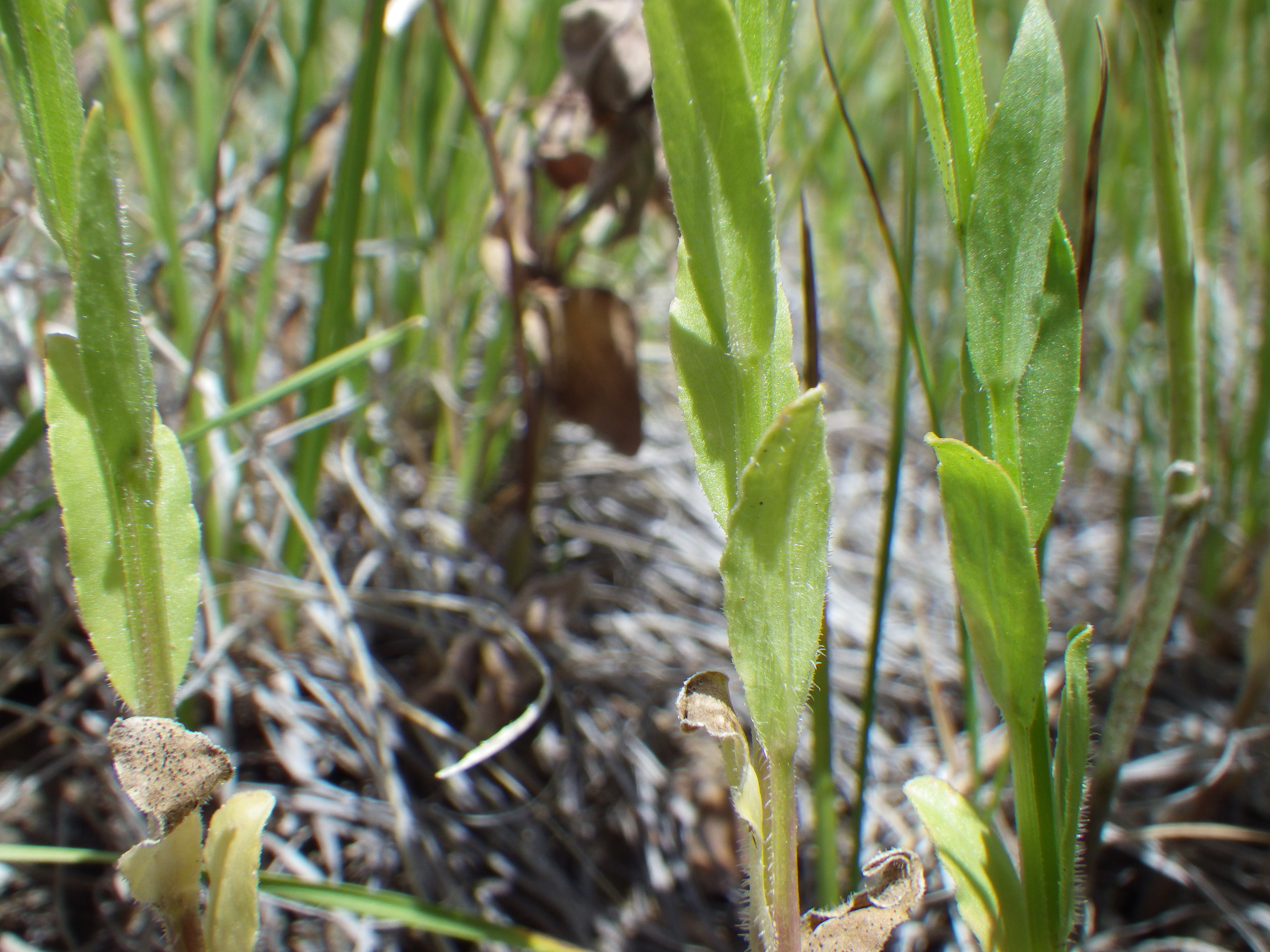 Triodanis leaf identification view