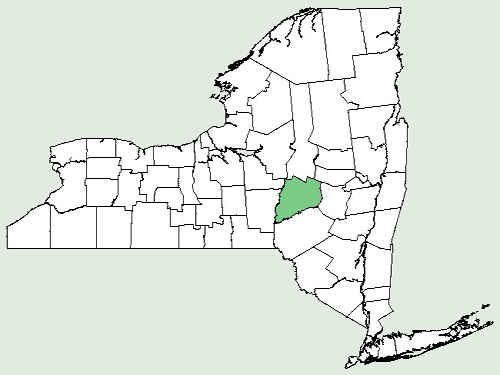 Triodanis plant identification view