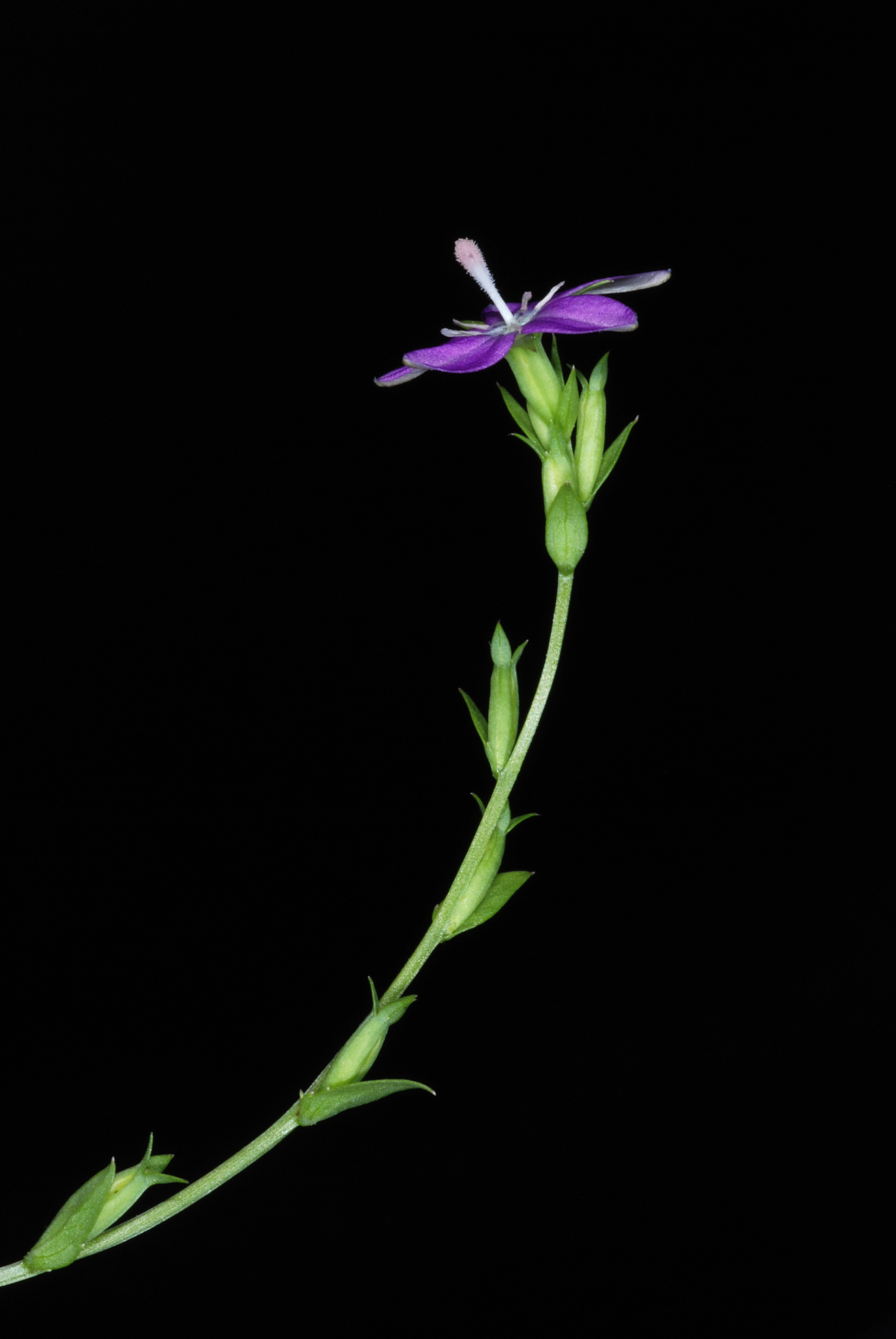 Triodanis stem identification view