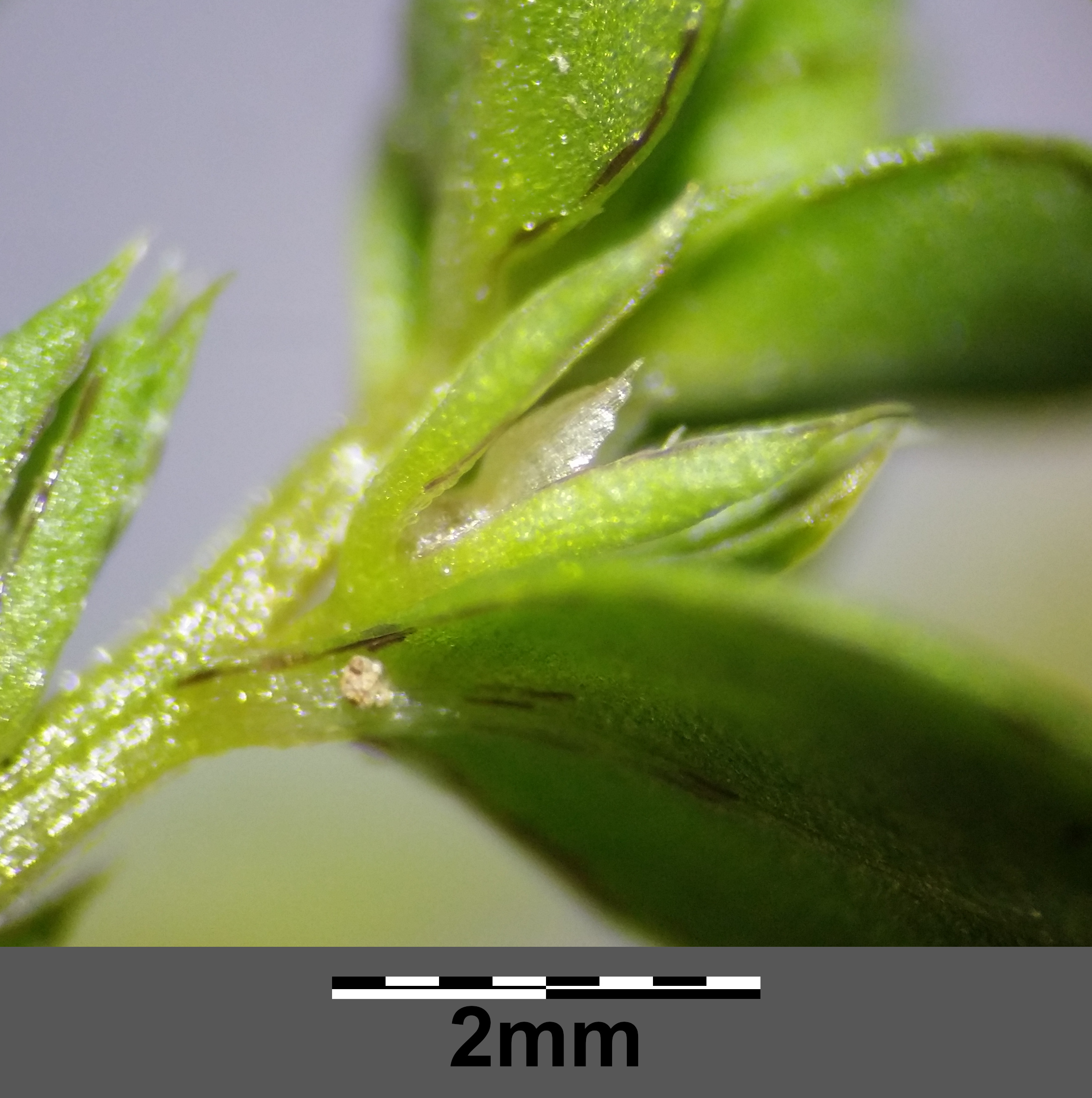 Triticale flower identification view