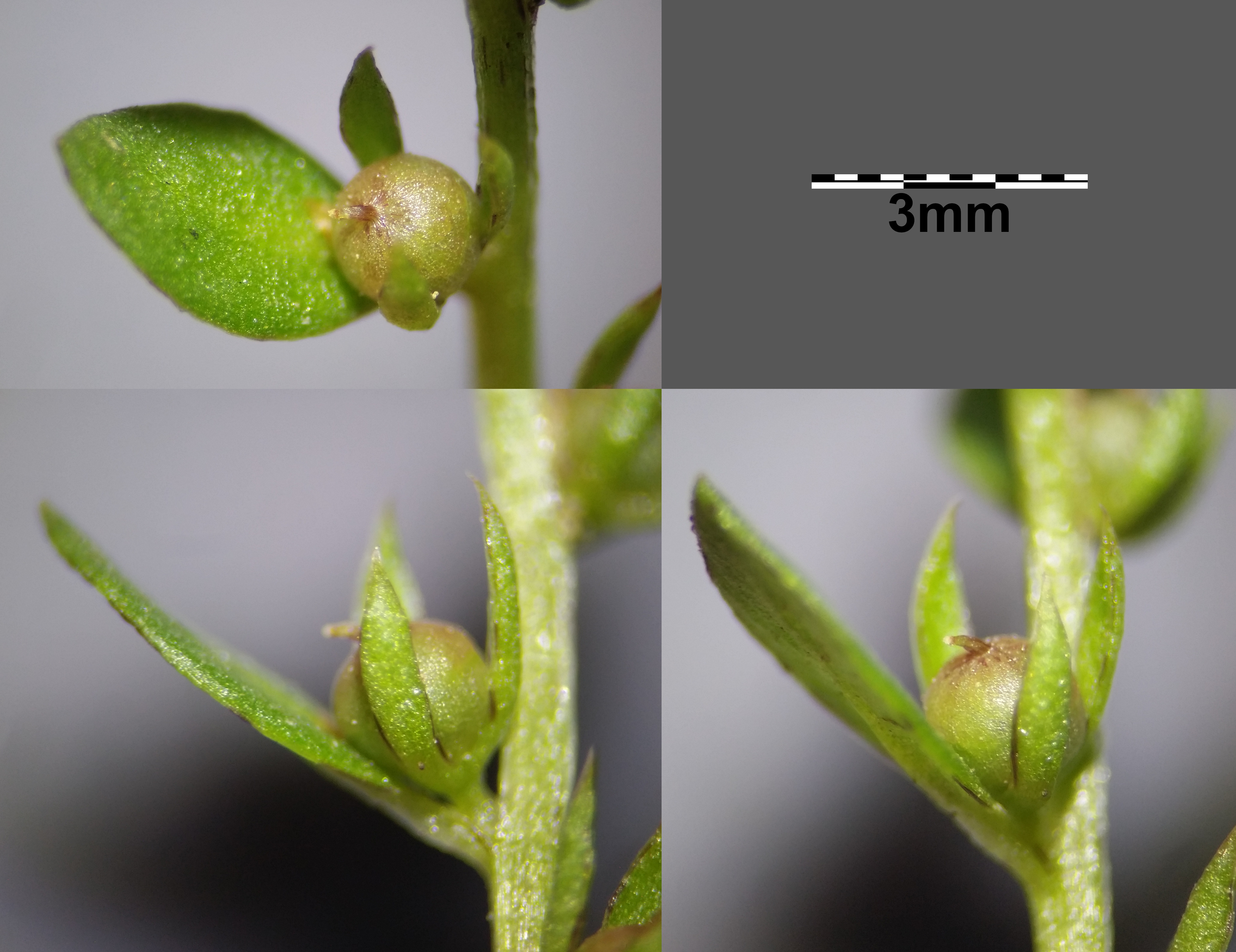 Triticale fruit identification view