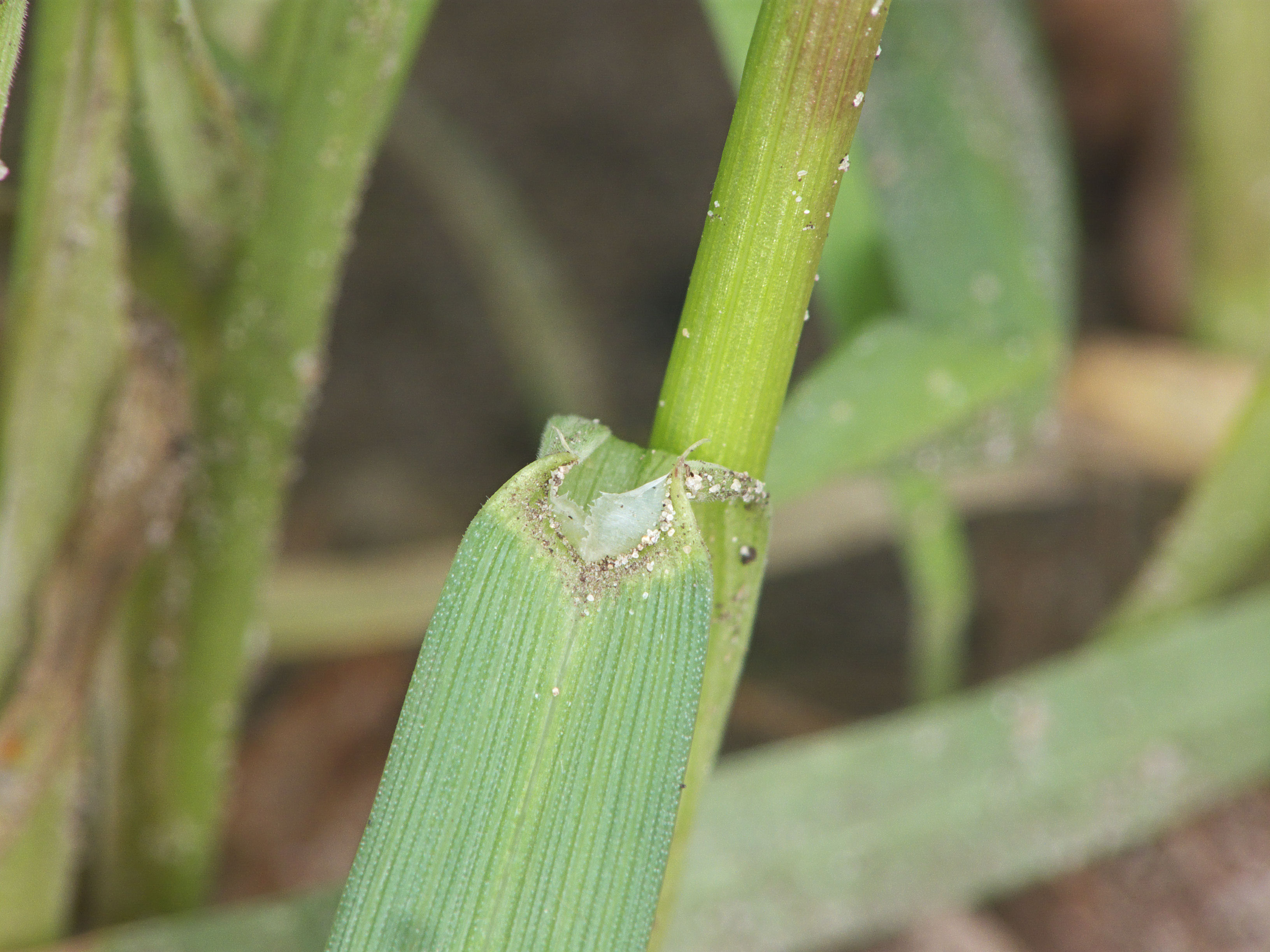 Triticale leaf identification view