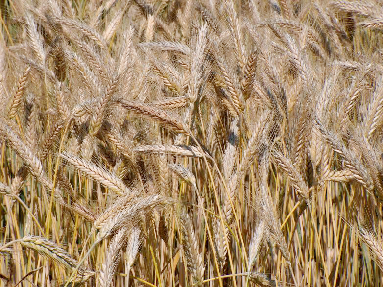 Triticale plant identification view