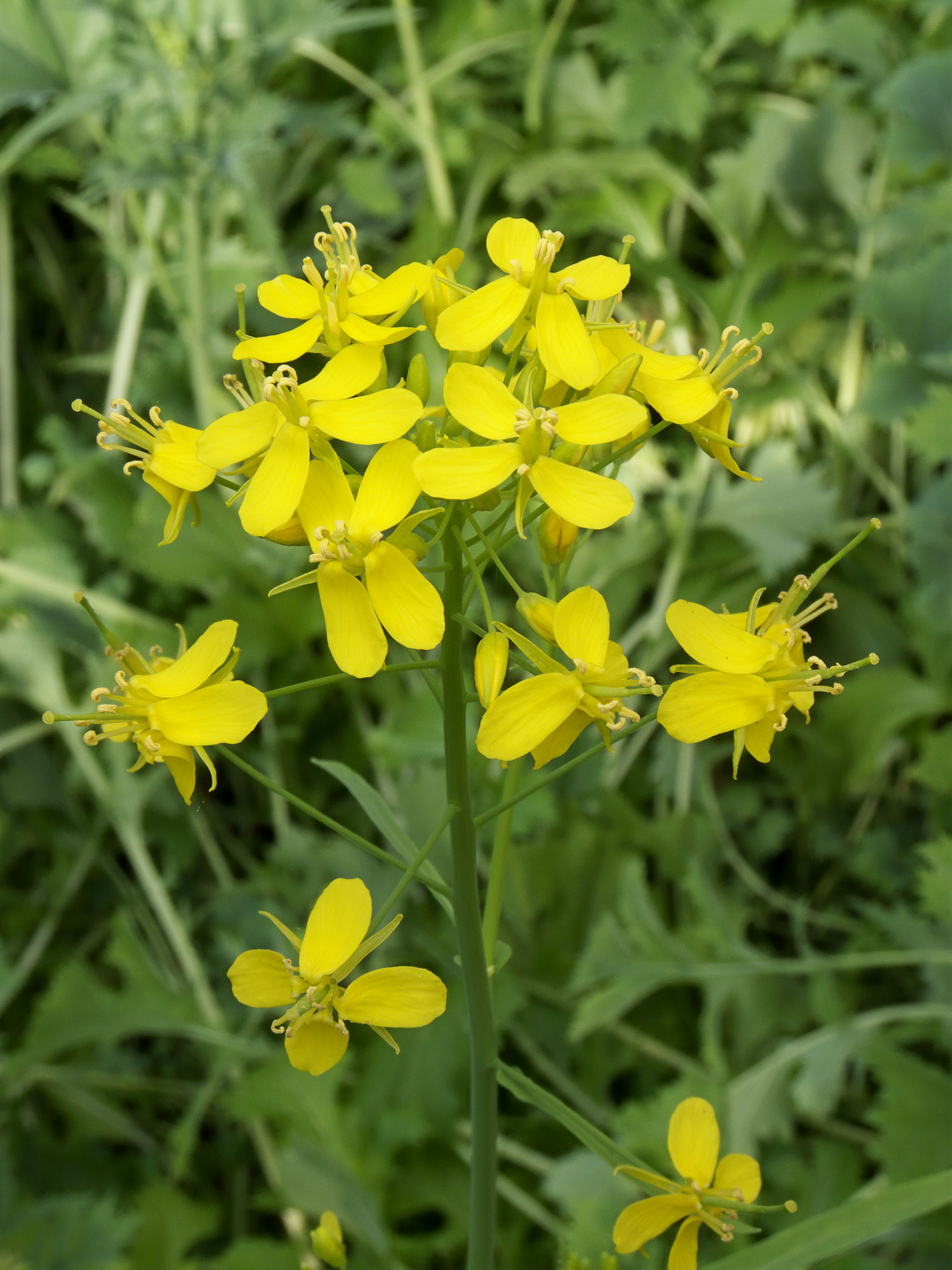 Turnip flower identification view