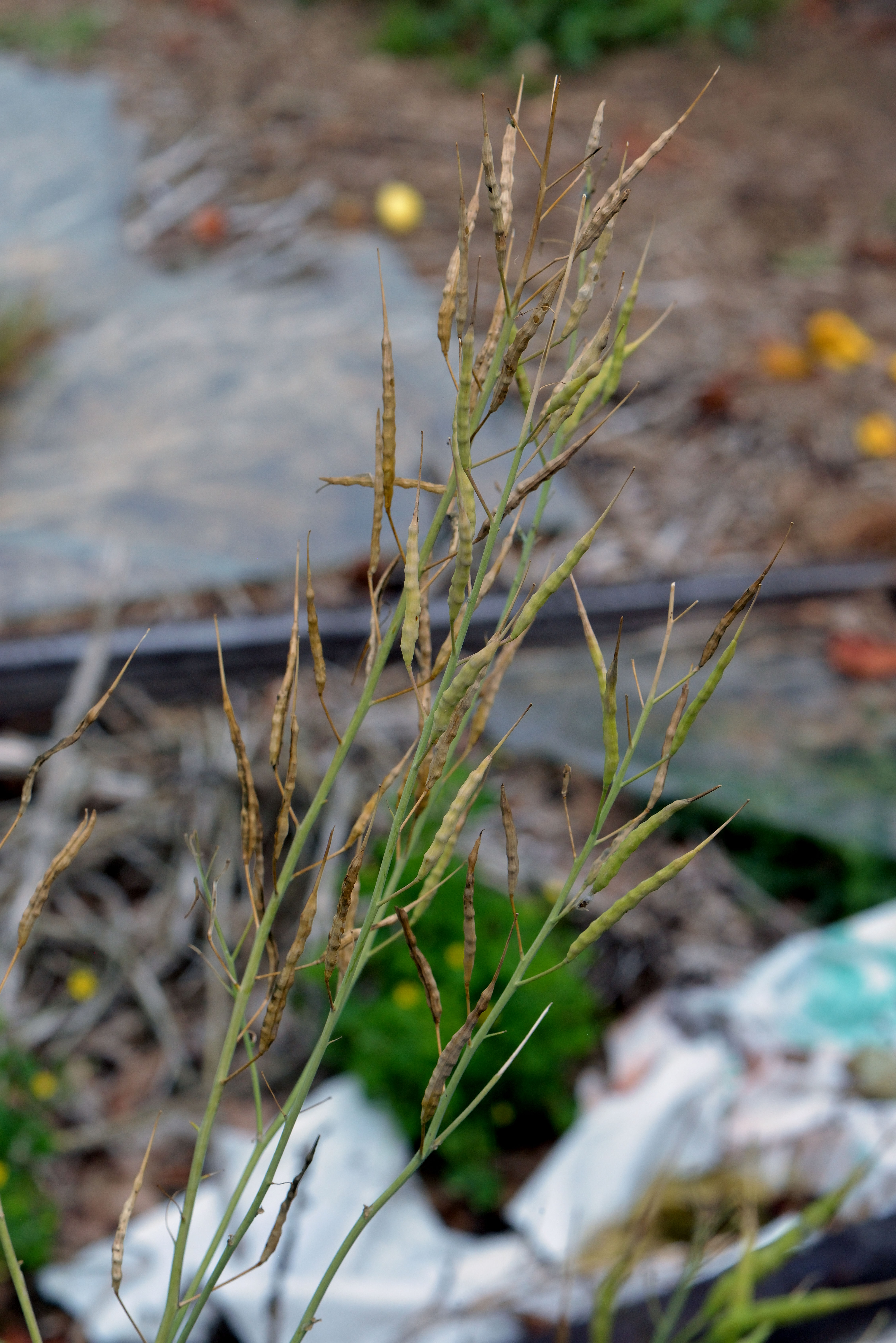 Turnip fruit identification view