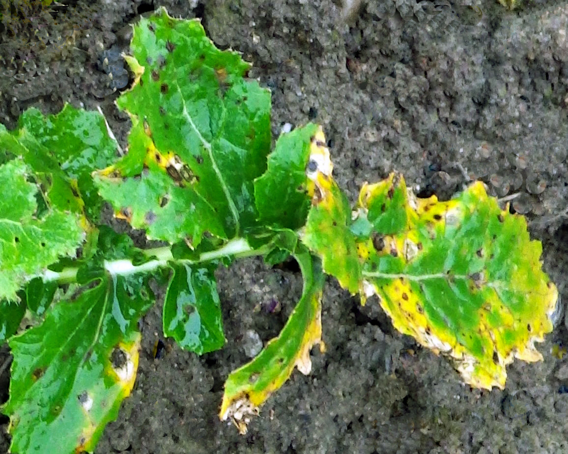 Turnip leaf identification view