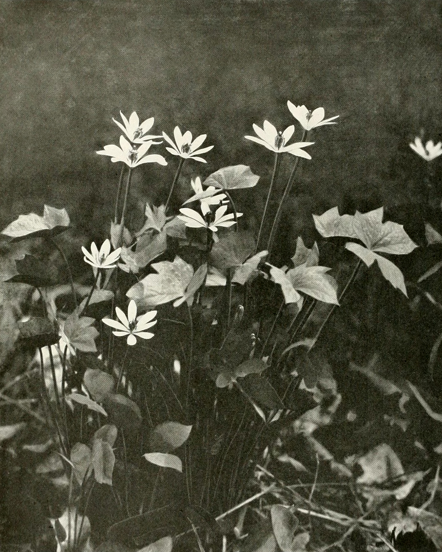 twinleaf flower identification view