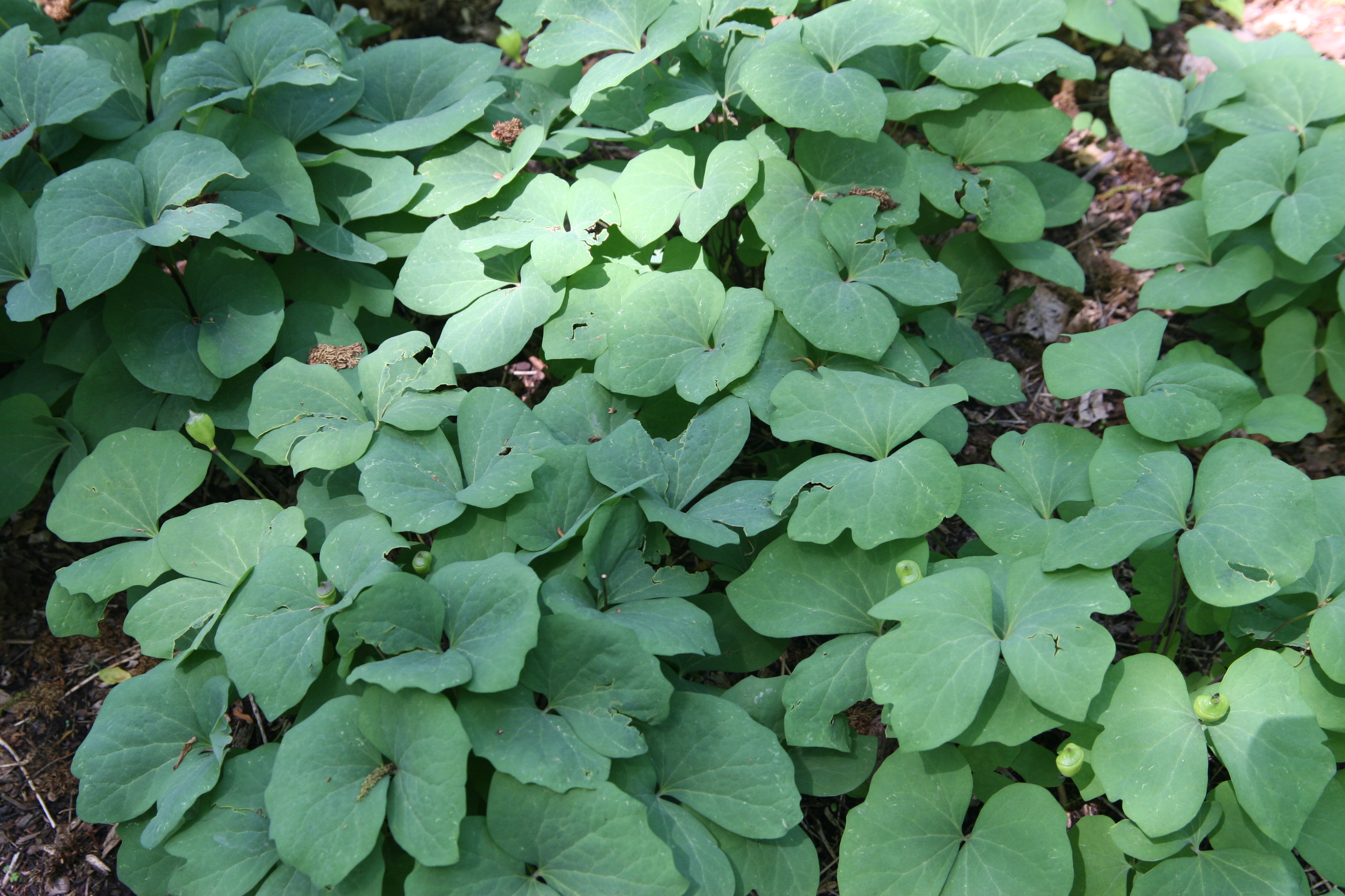 twinleaf leaf identification view