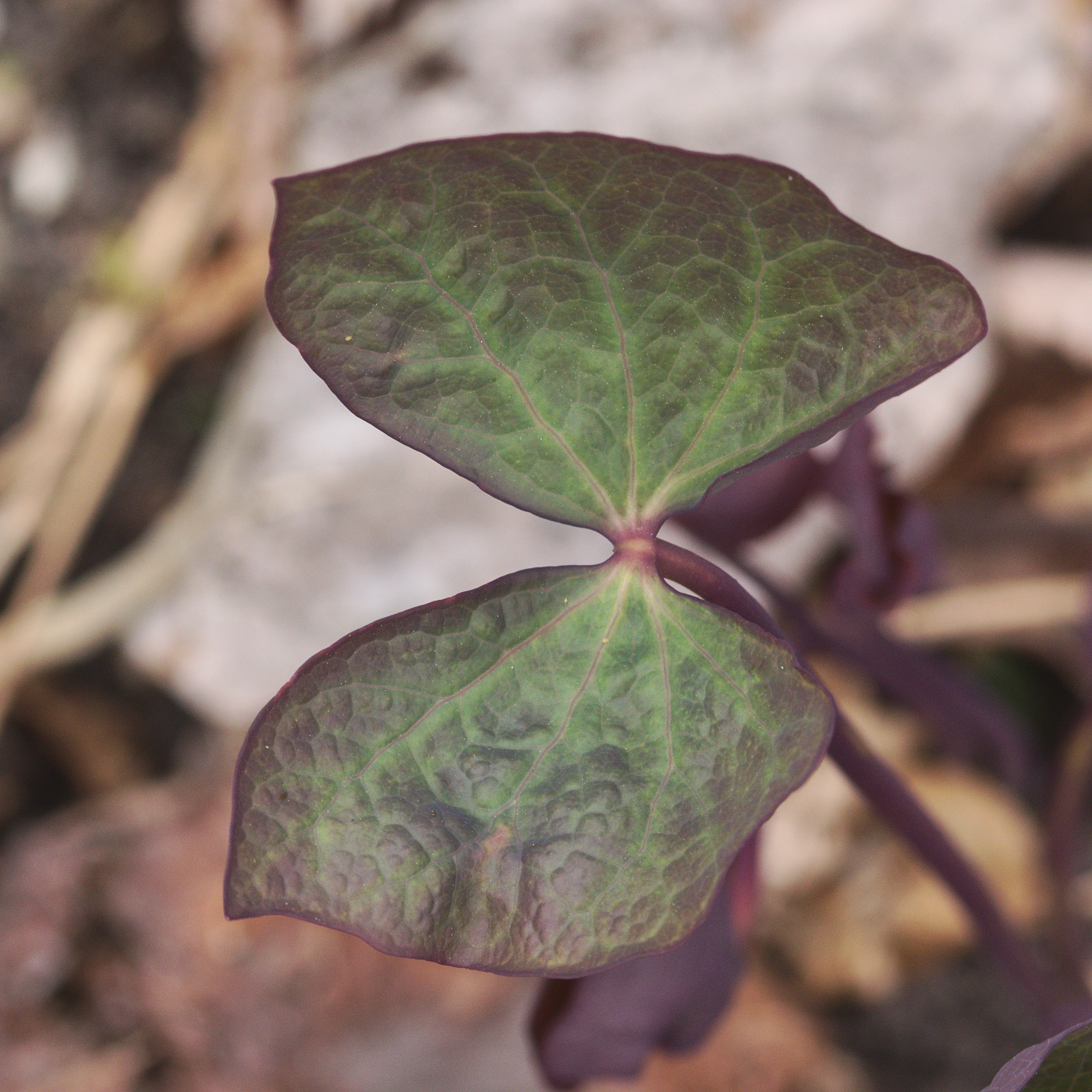 twinleaf plant identification view