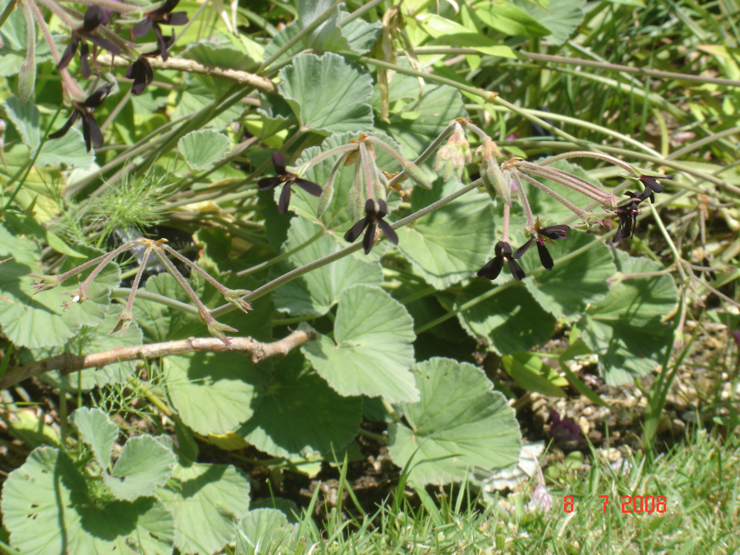Umckaloabo , or South African Geranium flower identification view