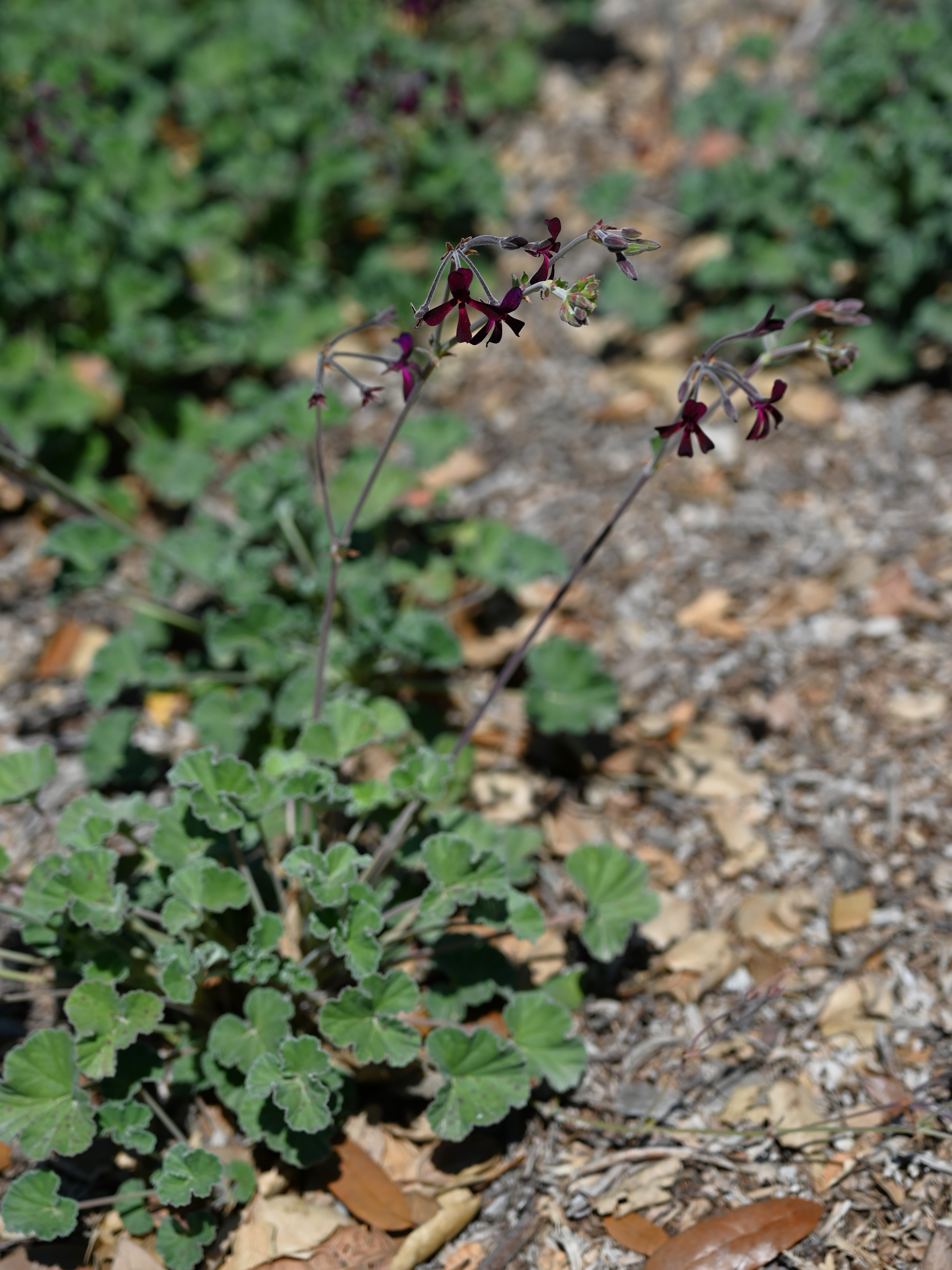Umckaloabo , or South African Geranium fruit identification view