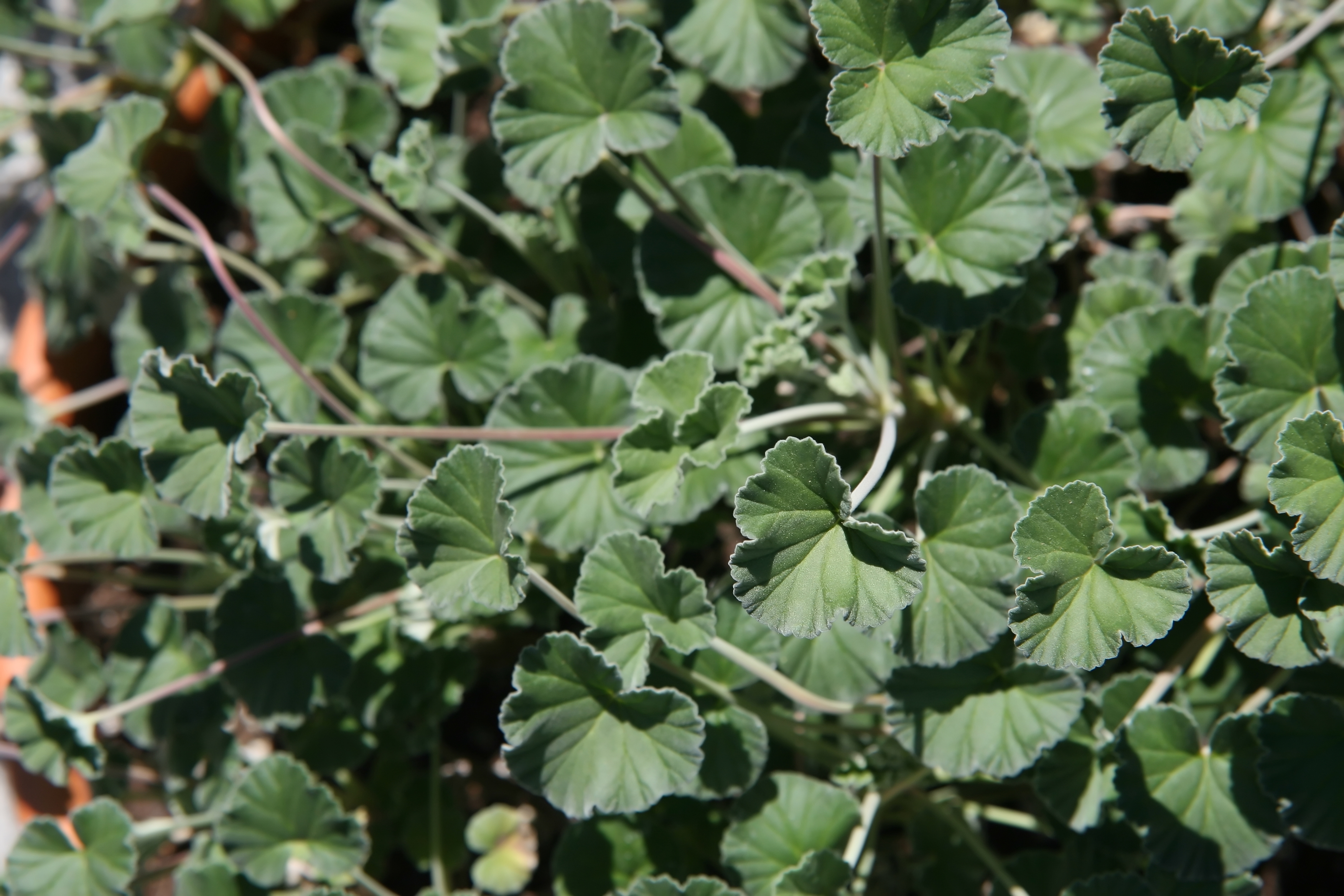 Umckaloabo , or South African Geranium leaf identification view