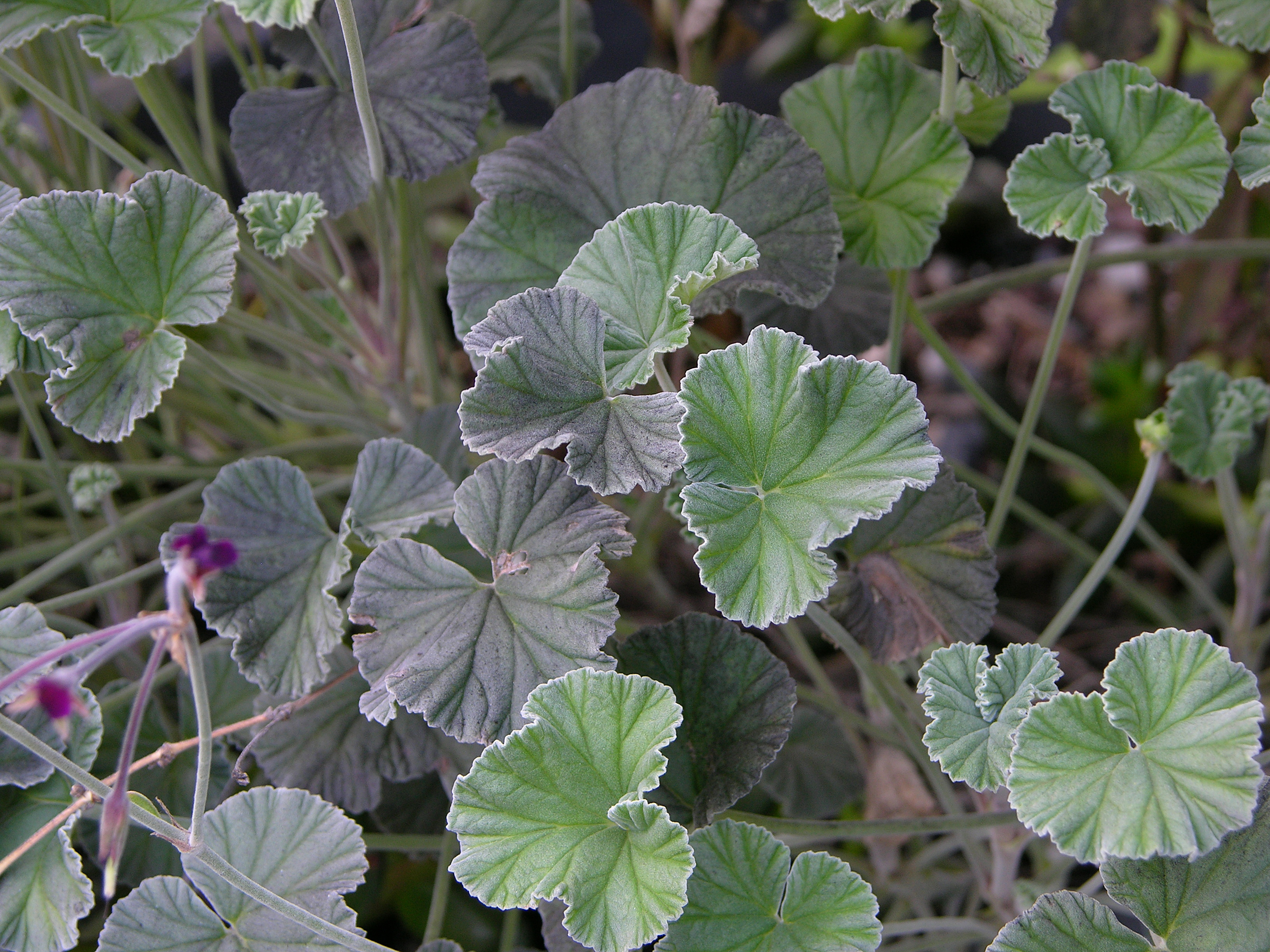Umckaloabo , or South African Geranium plant identification view