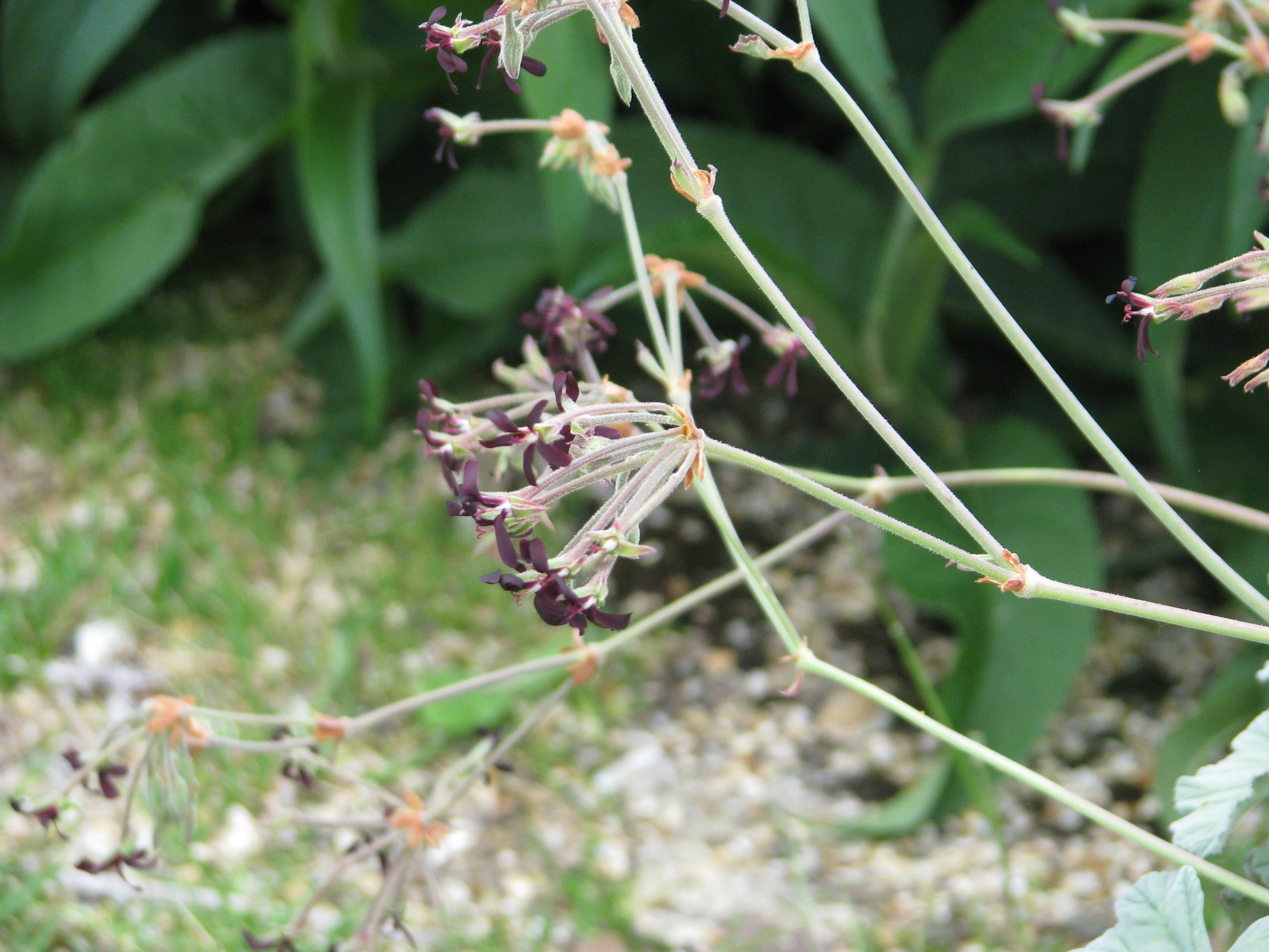 Umckaloabo , or South African Geranium stem identification view