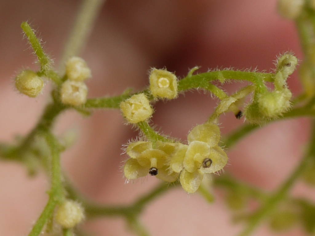Velvetleaf flower identification view