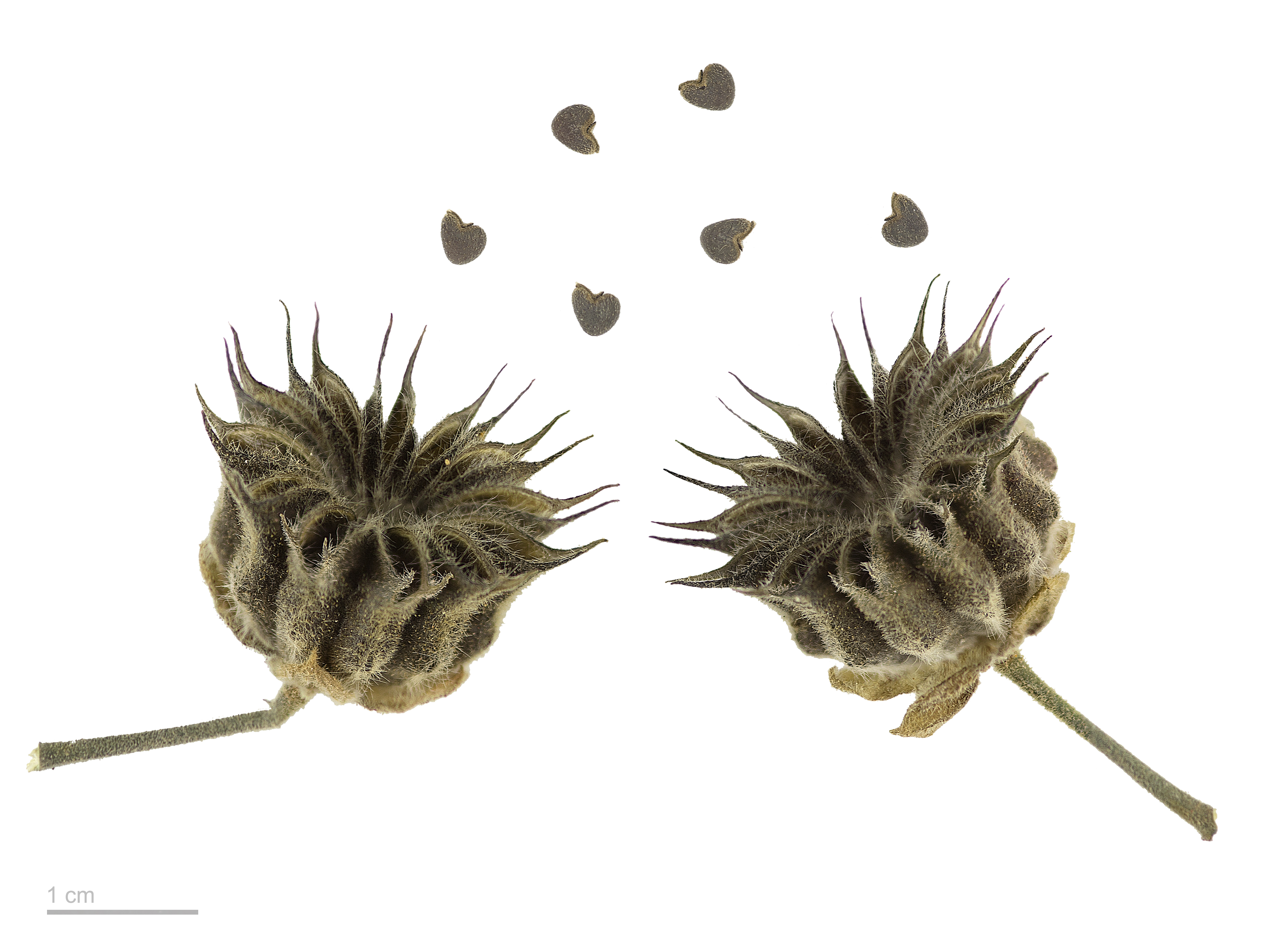 Velvetleaf fruit identification view