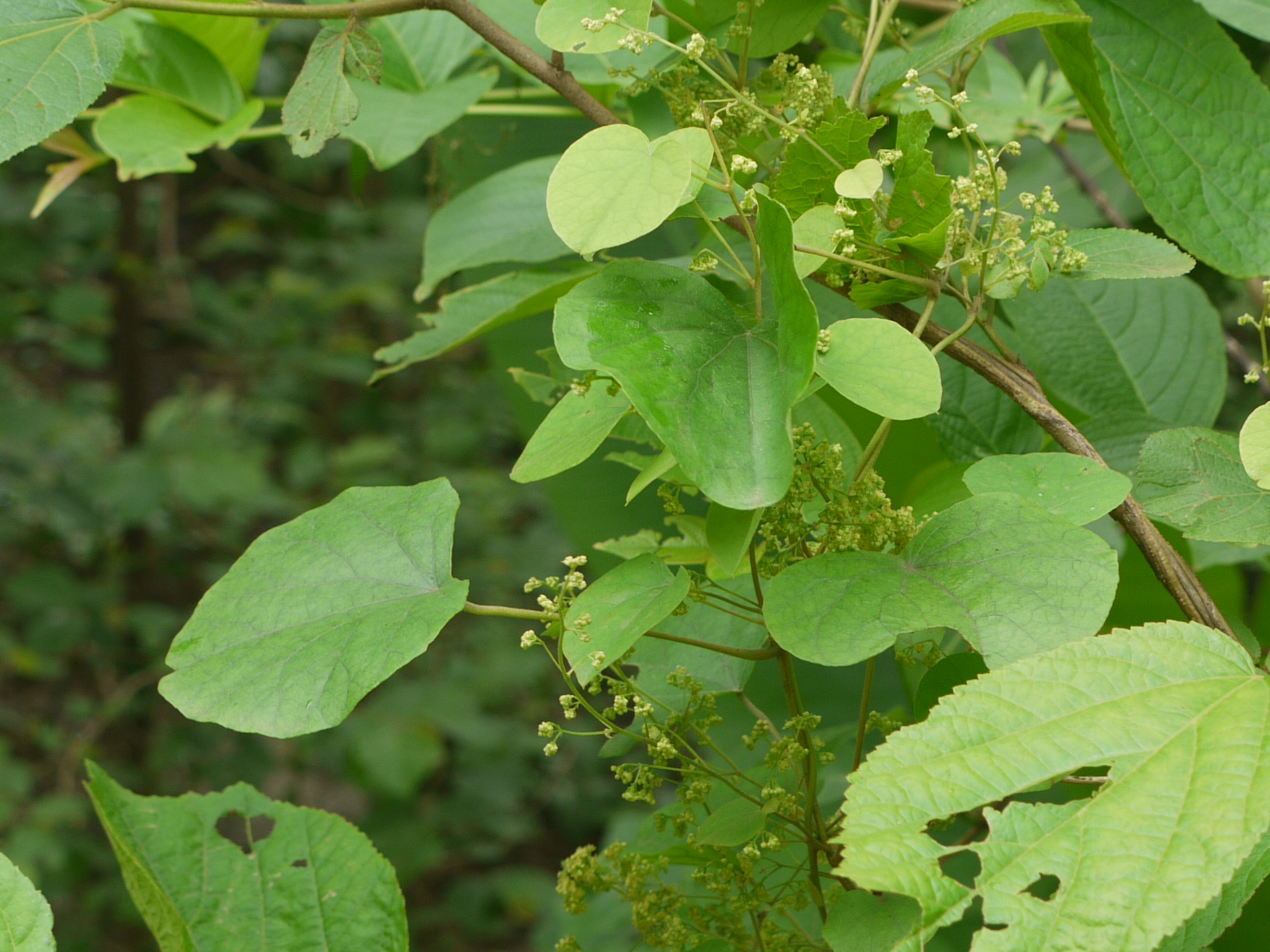 Velvetleaf leaf identification view