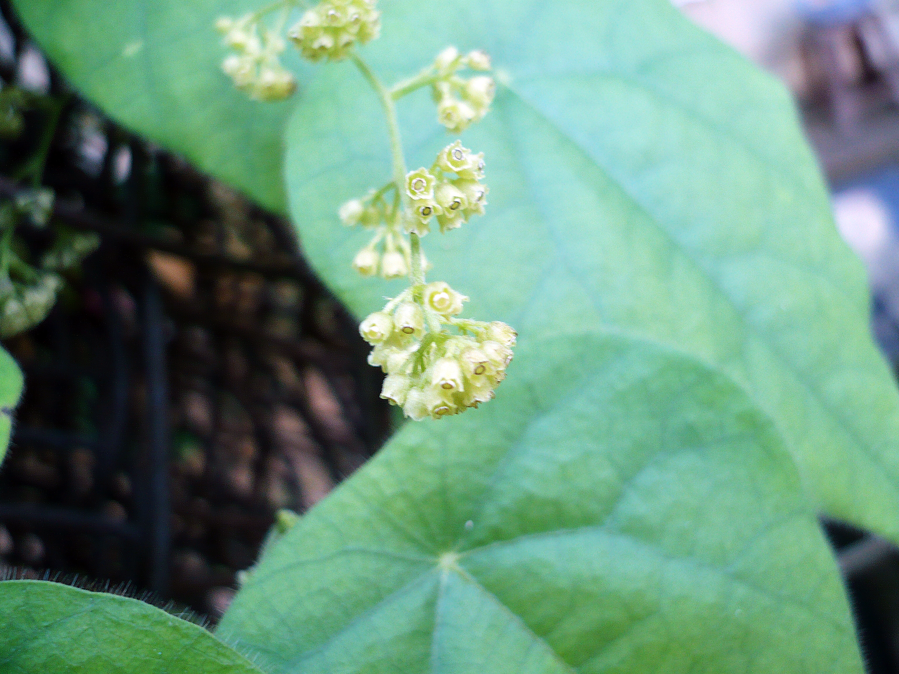 Velvetleaf plant identification view