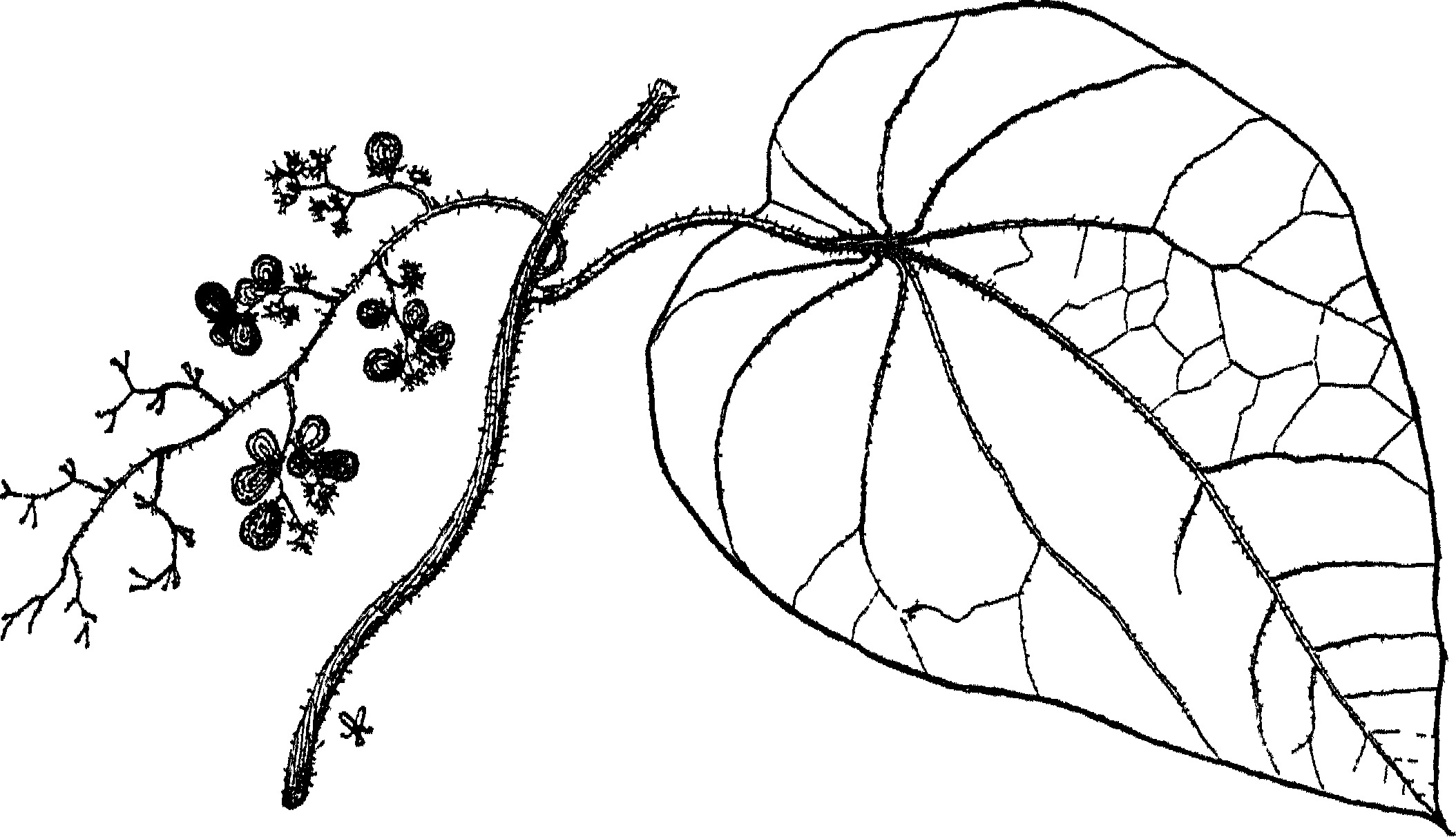 Velvetleaf stem identification view