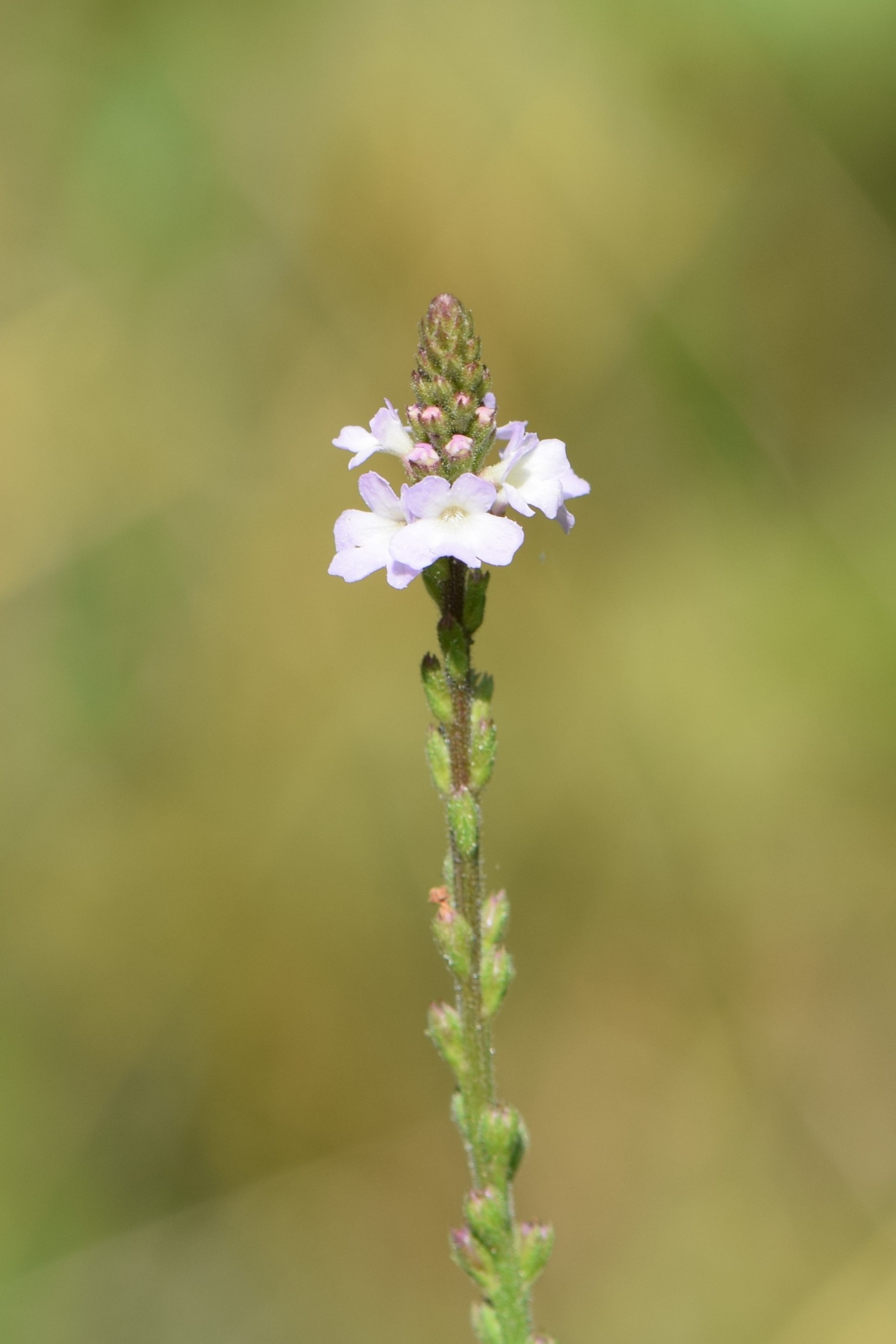 Verbena flower identification view