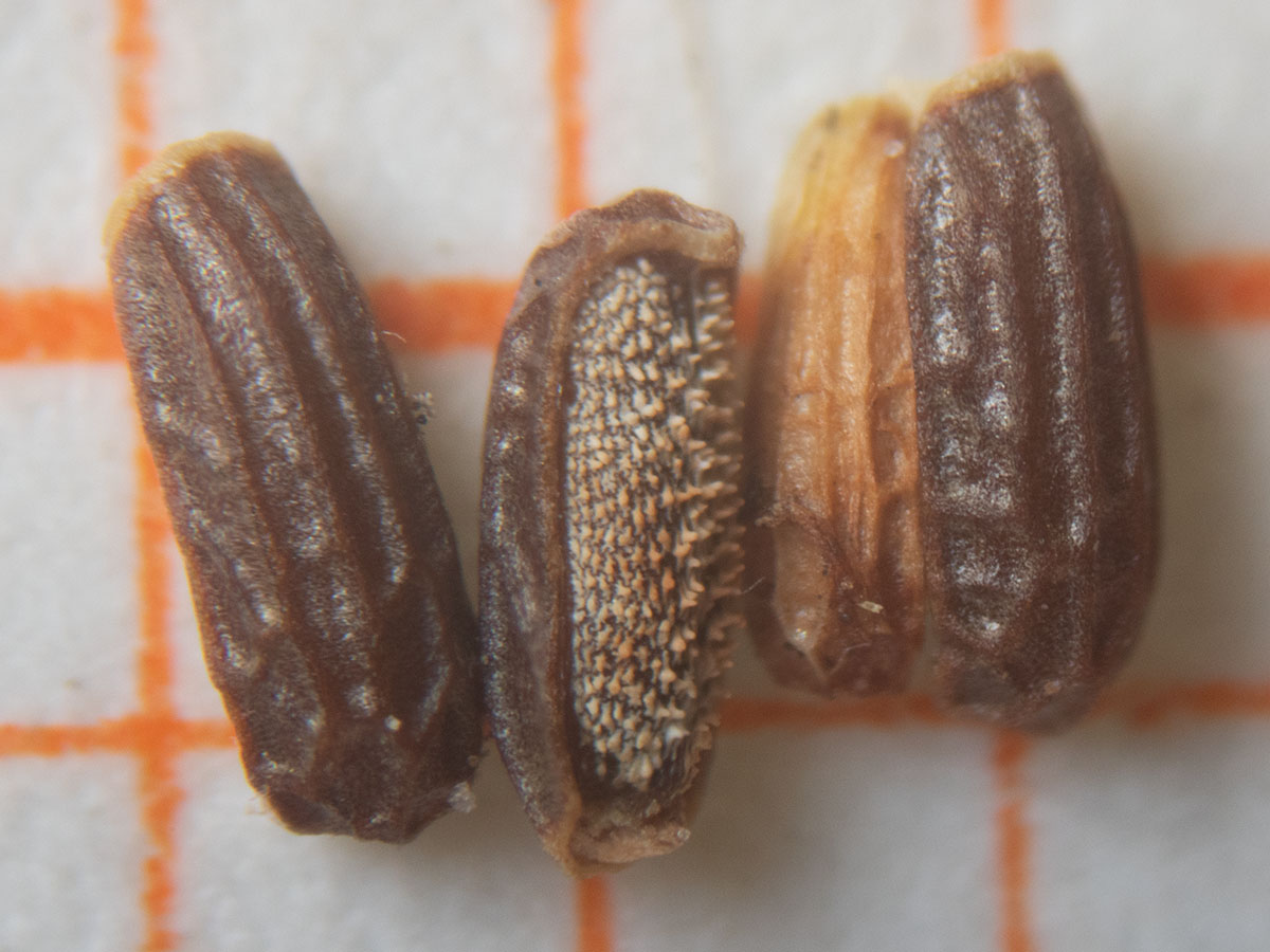 Verbena fruit identification view